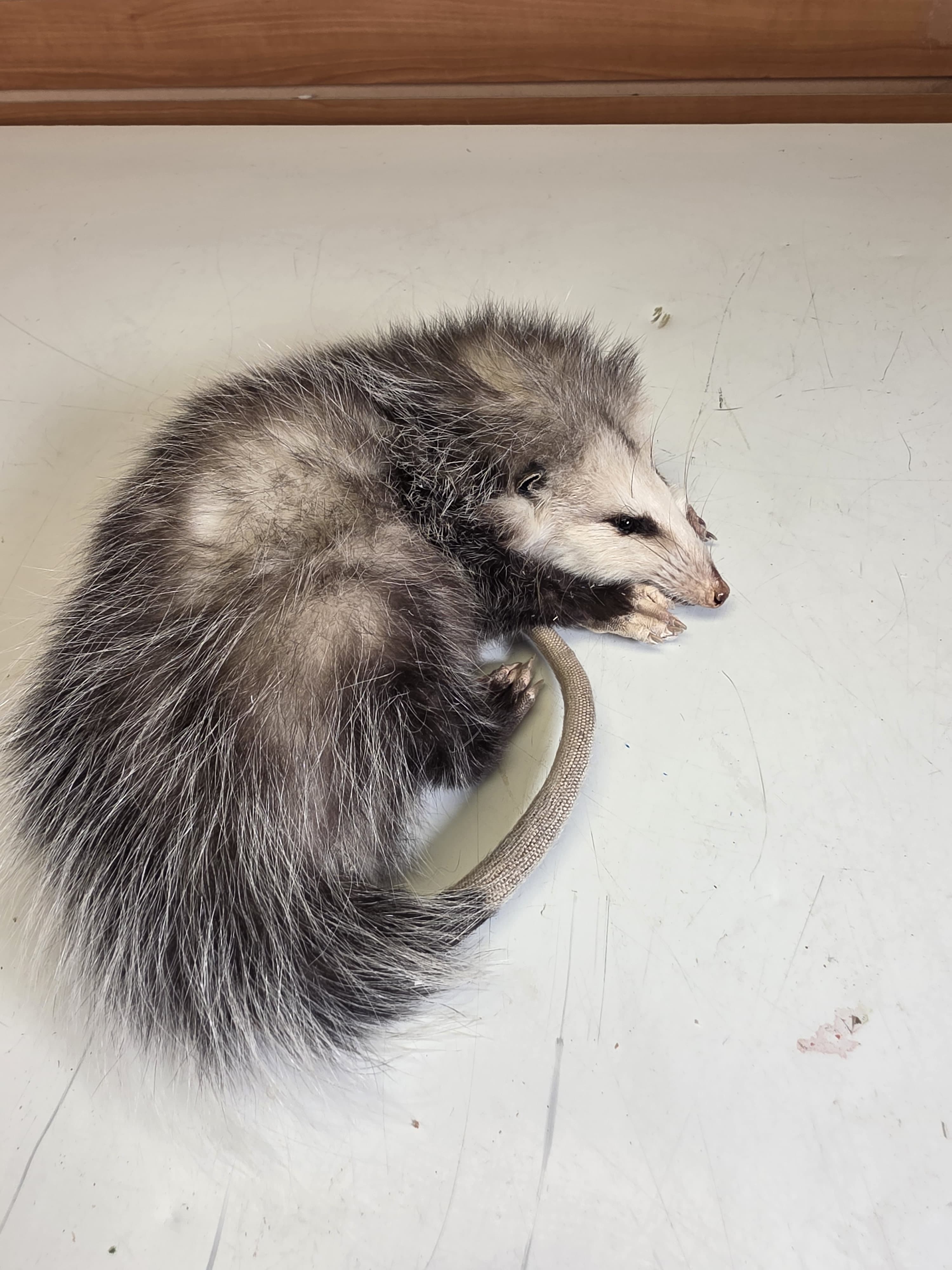 Fhjun28 - Baby Opossum Taxidermy Mount