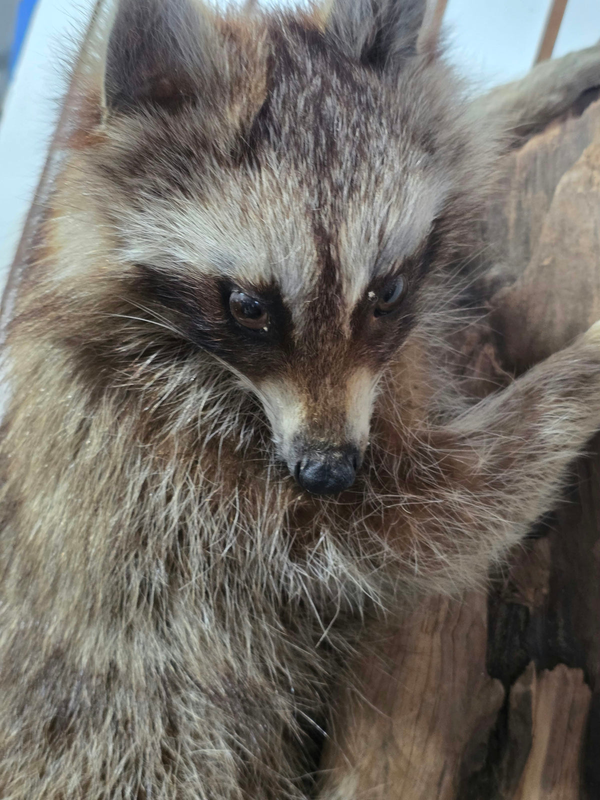 Comb131 - Full-Body Raccoon Taxidermy Mount
