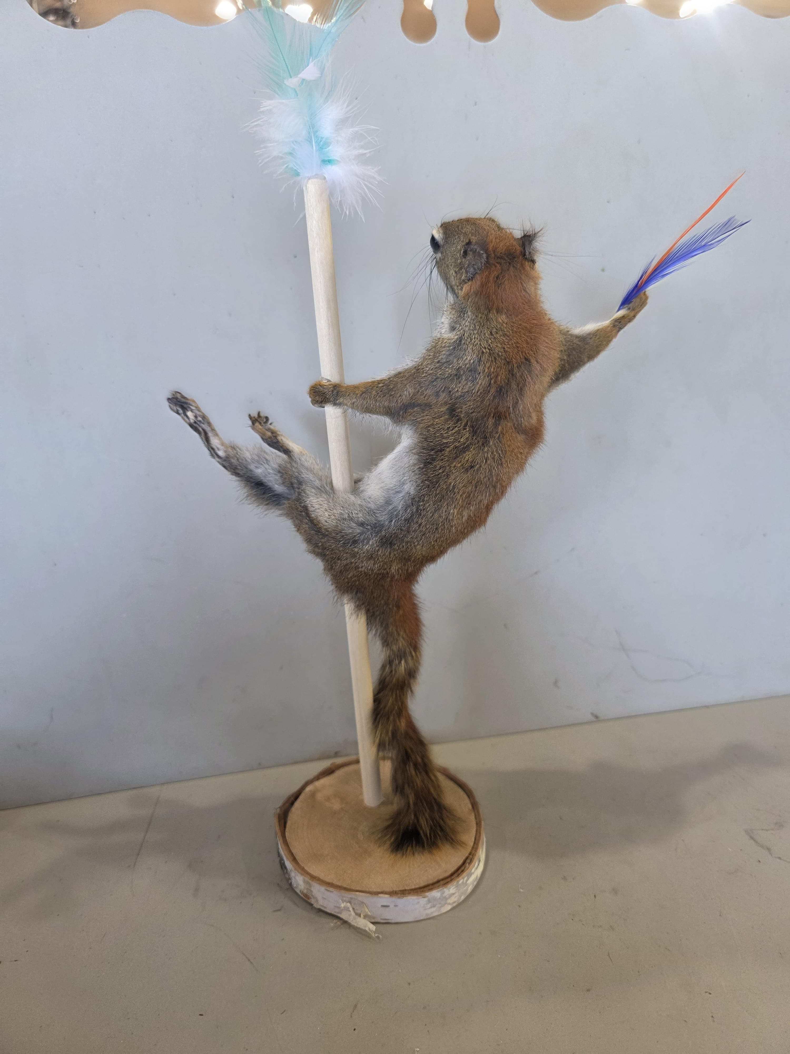FHJUL15 - taxidermy Squirrel – Handcrafted Display Mount