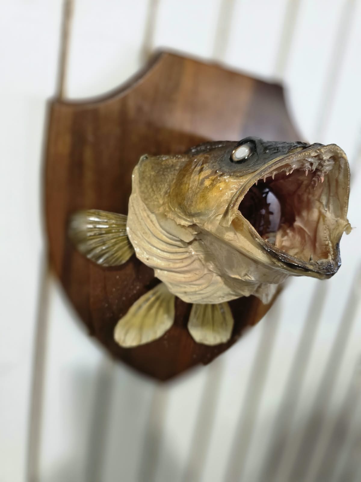 Comb106 - Custom 6" Gill Walleye Shoulder Mount