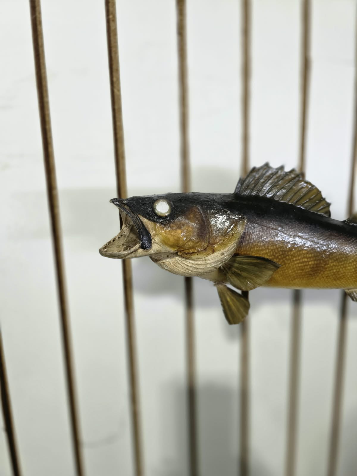 Comb101 - Lifelike 19" Walleye Fish Taxidermy Mount