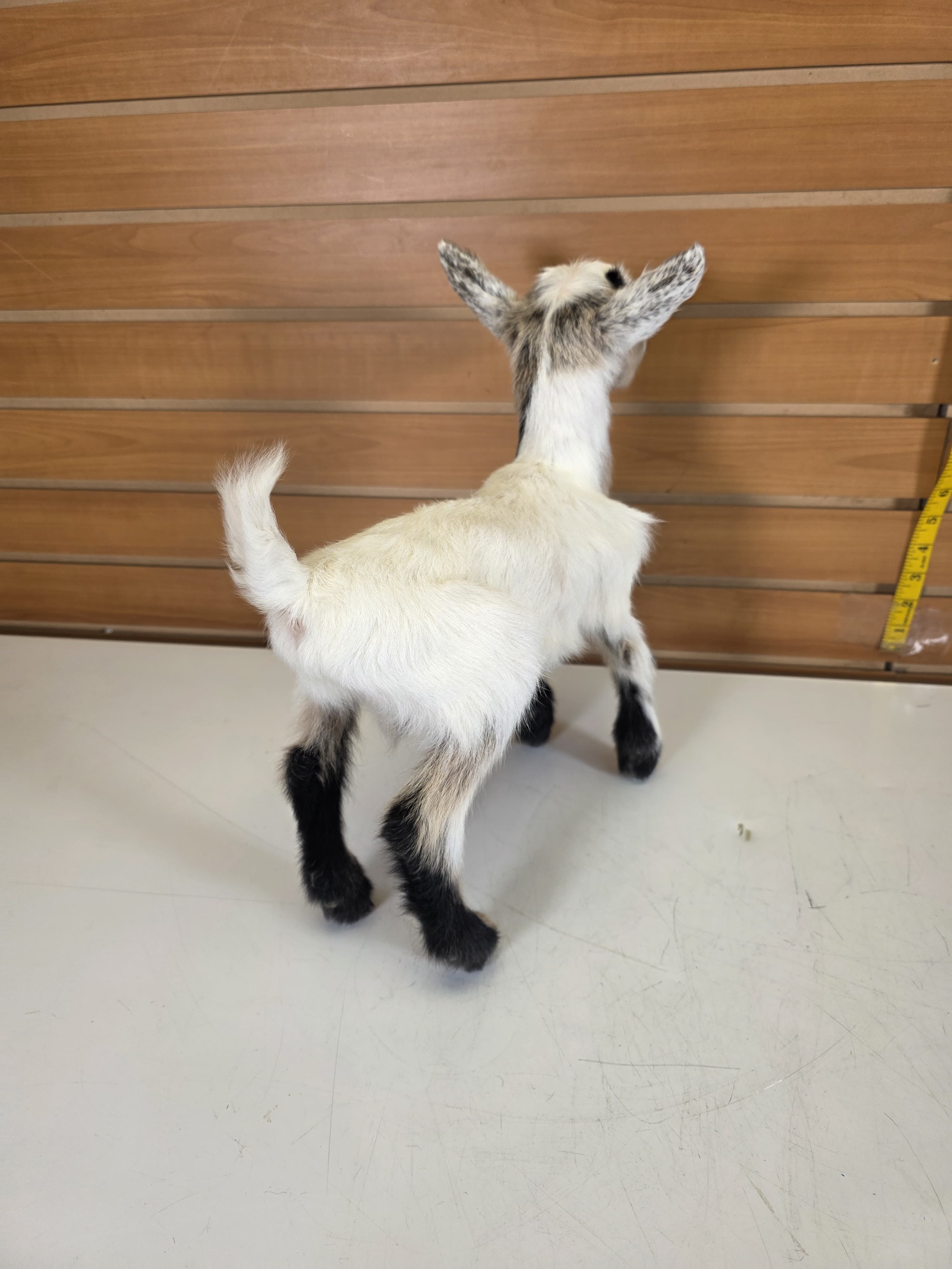 Fhden13 - Boer Kid Goat Taxidermy Mount