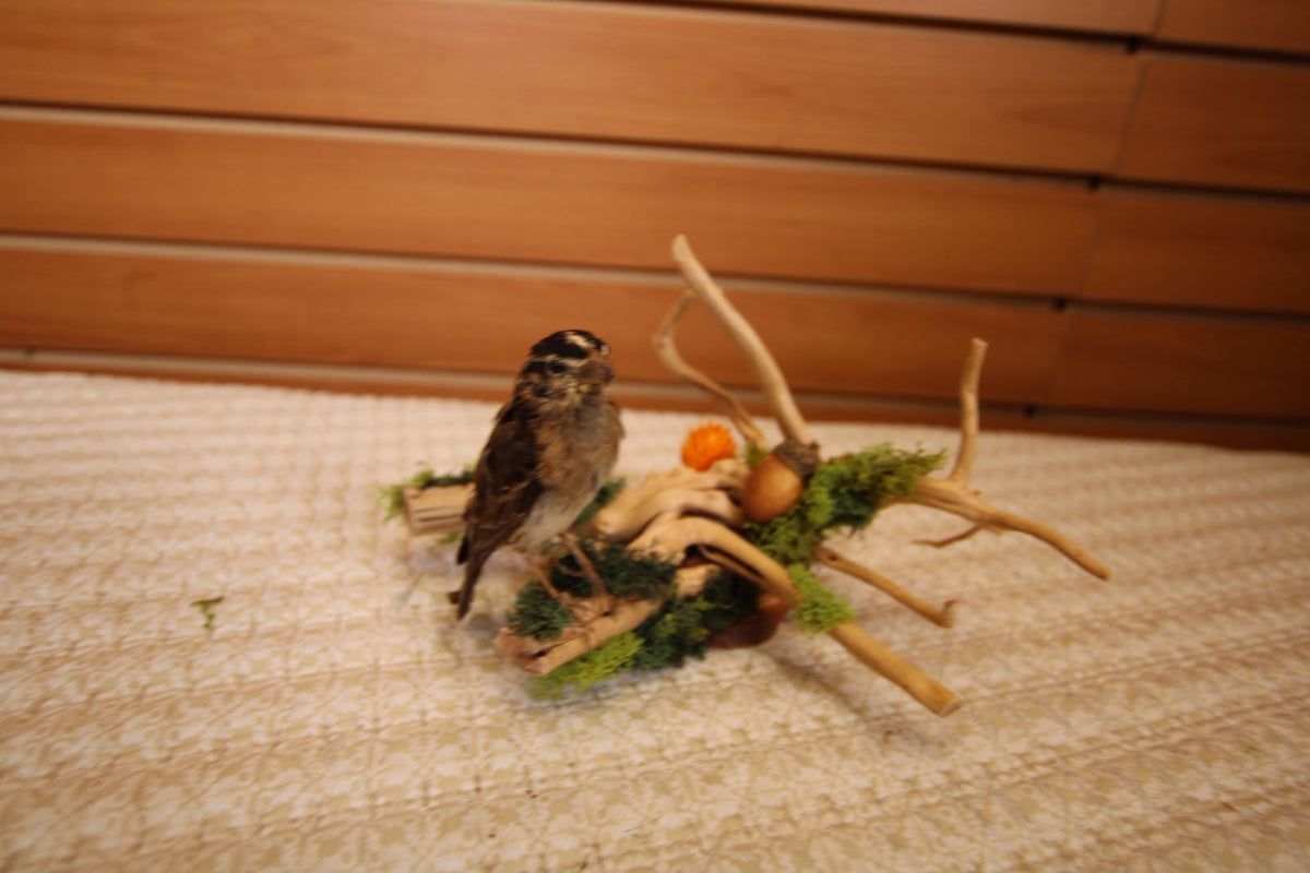 JTVBJ77 - Exquisite Taxidermy Northern Red Bishop