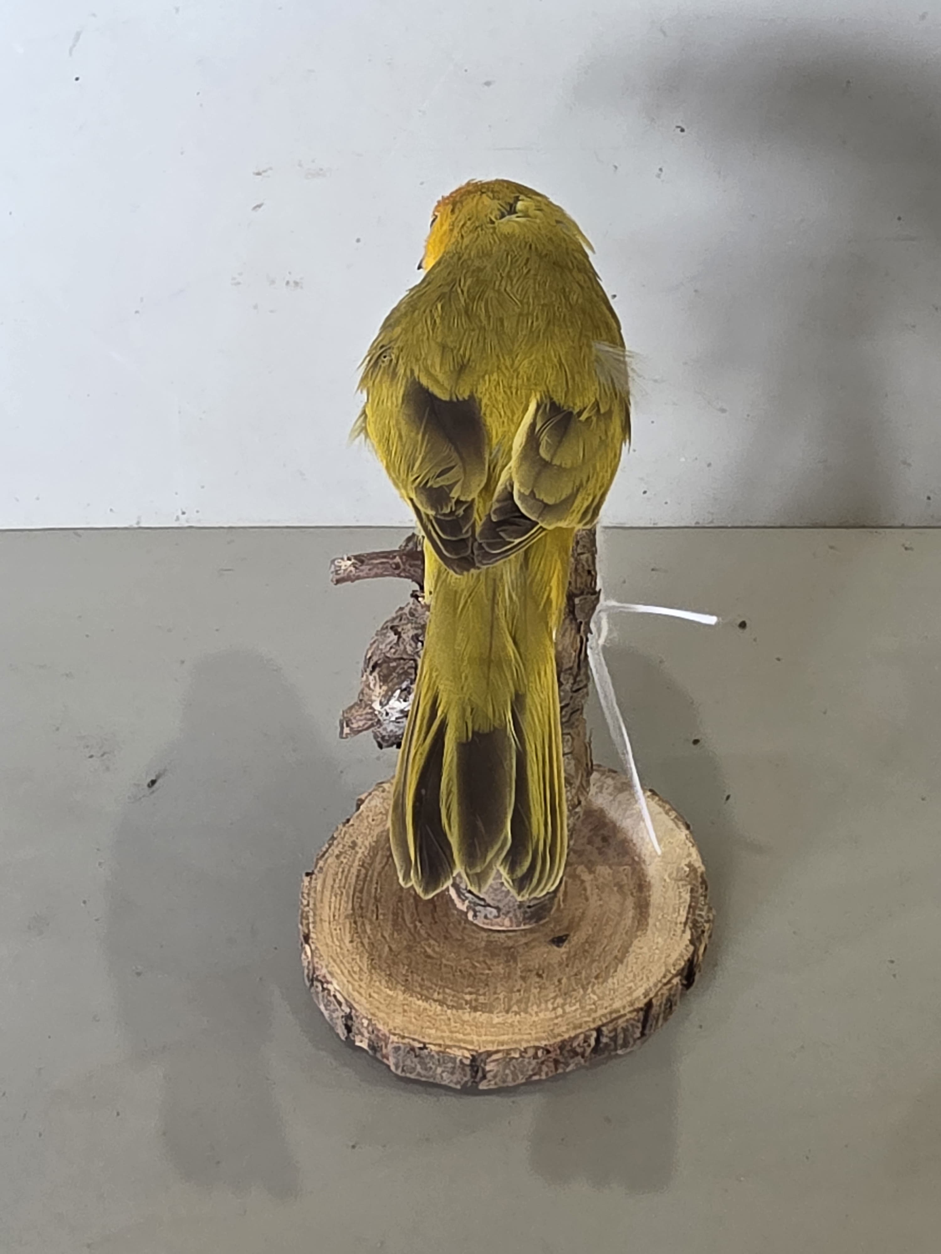 JTVIT4A - Pen Raised Saffron Finch Taxidermy