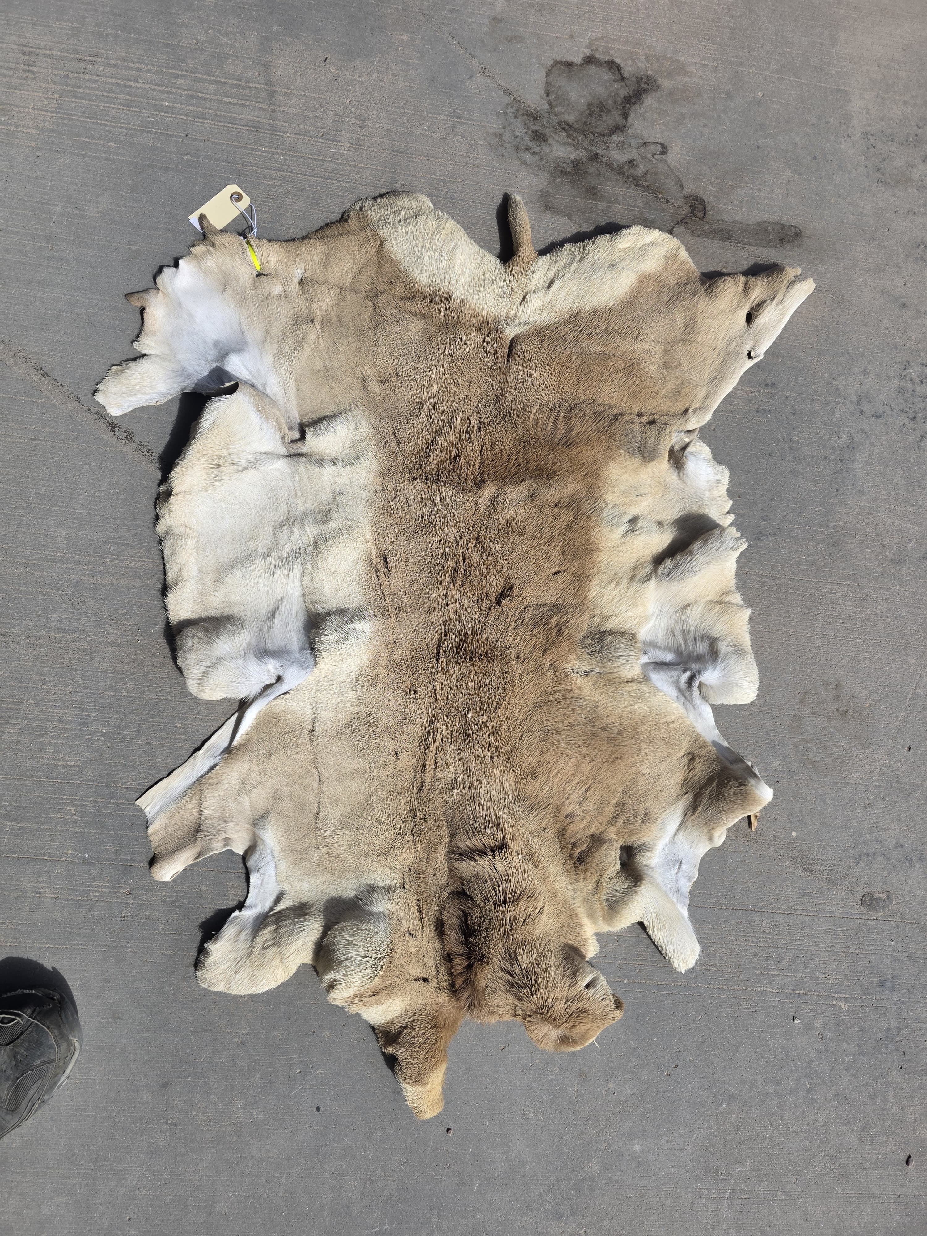 FHRAN91 - Natural Pronghorn Antelope Hide / Fur – 34” x 25”