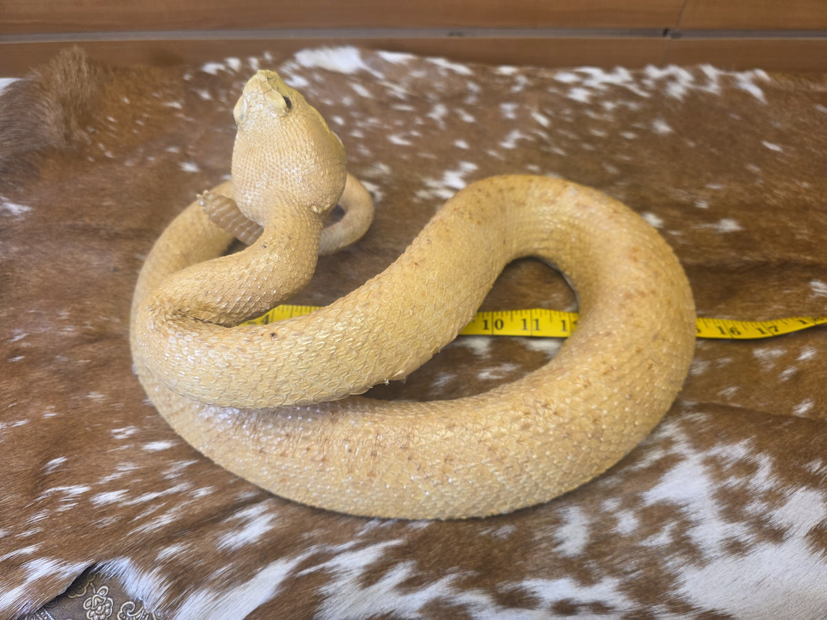 Fhsp100 - Golden Reticulated Python — Premium Taxidermy
