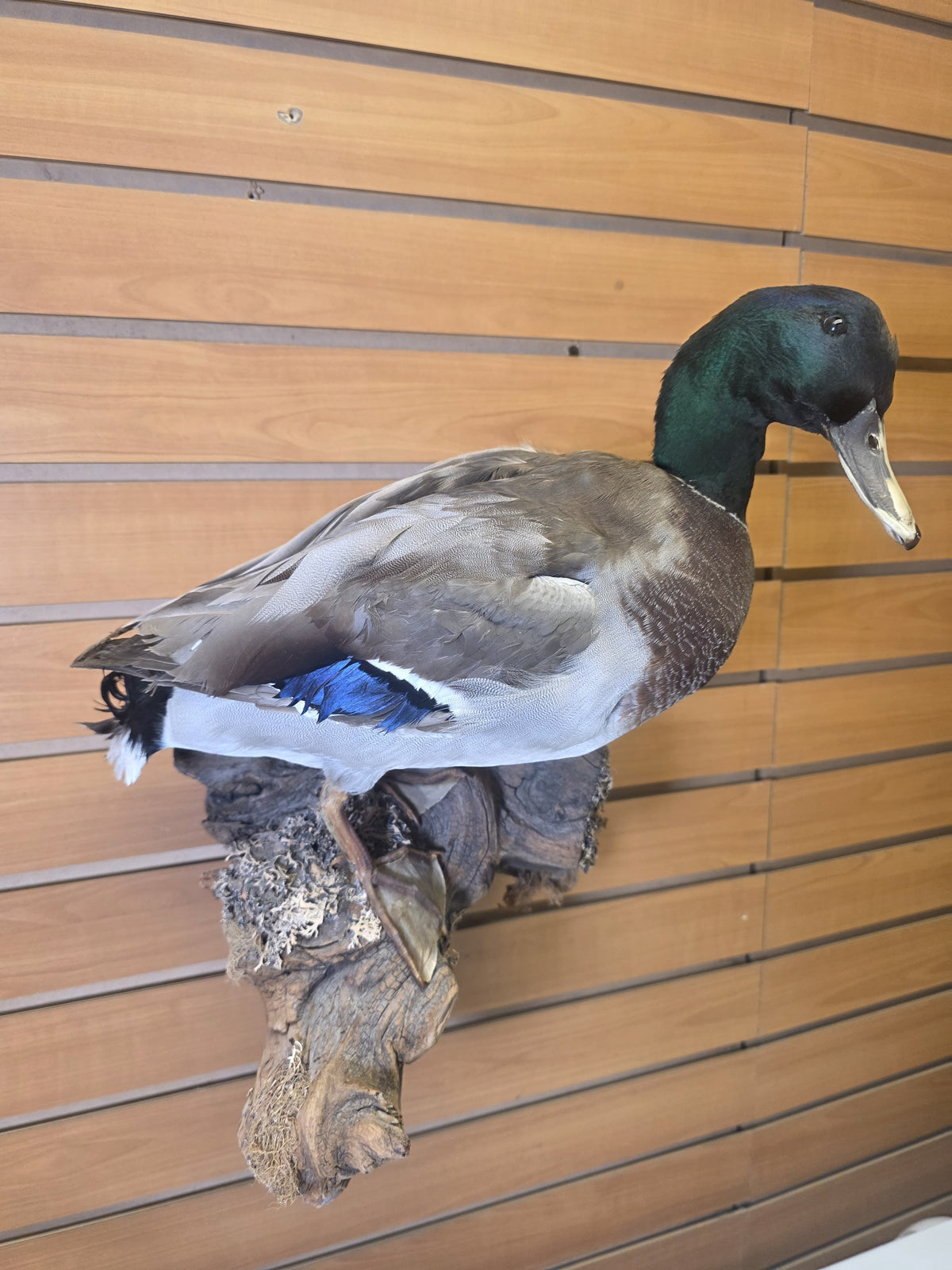 Fhsp107 - Domestic Pen-Raised Mallard Duck – Taxidermy Mount