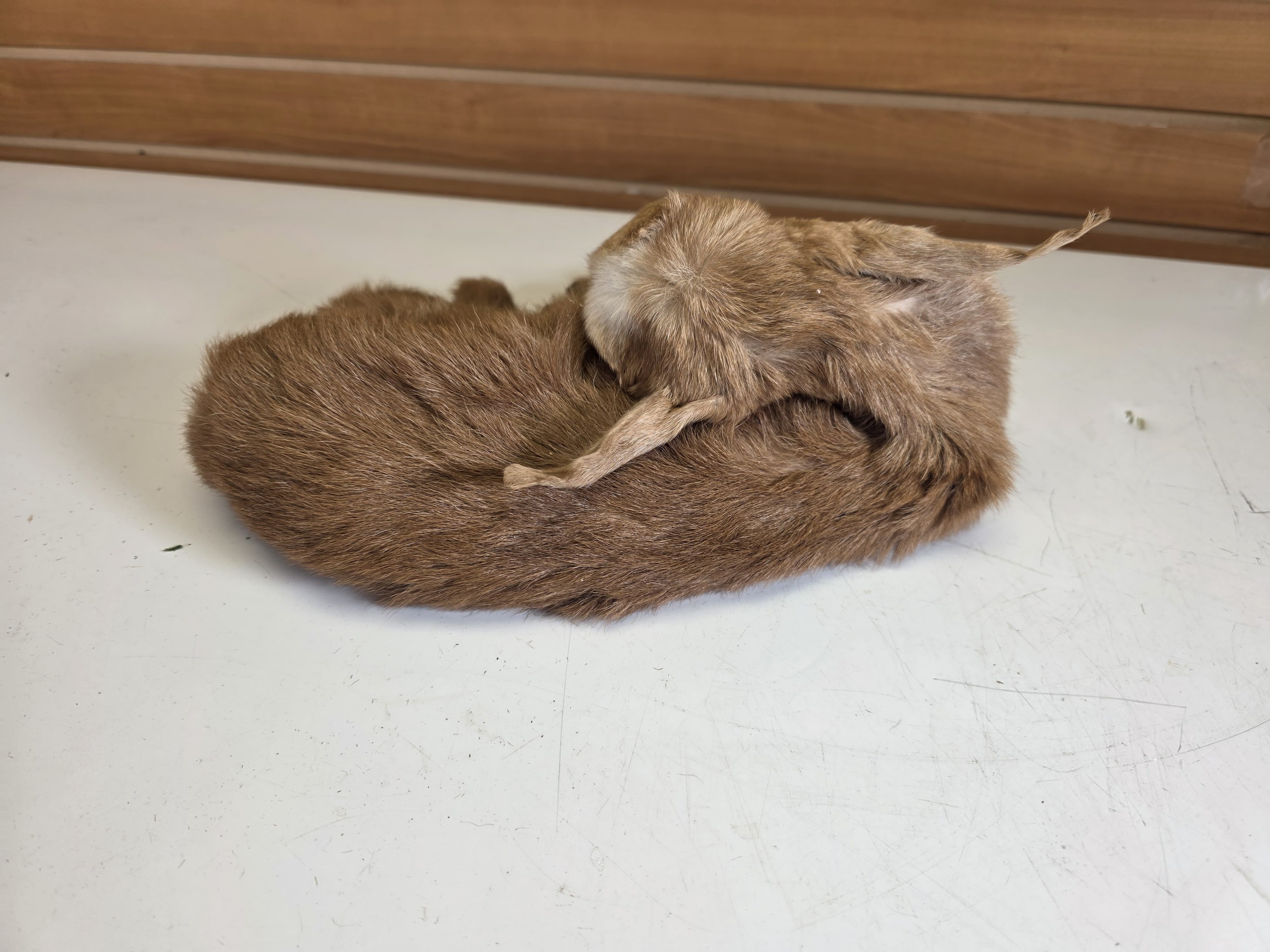 Fhjun27 - baby goat Taxidermy Mount