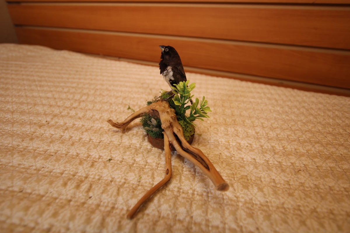 JTVBJV76 - Exquisite Taxidermy Bronze Mannikin