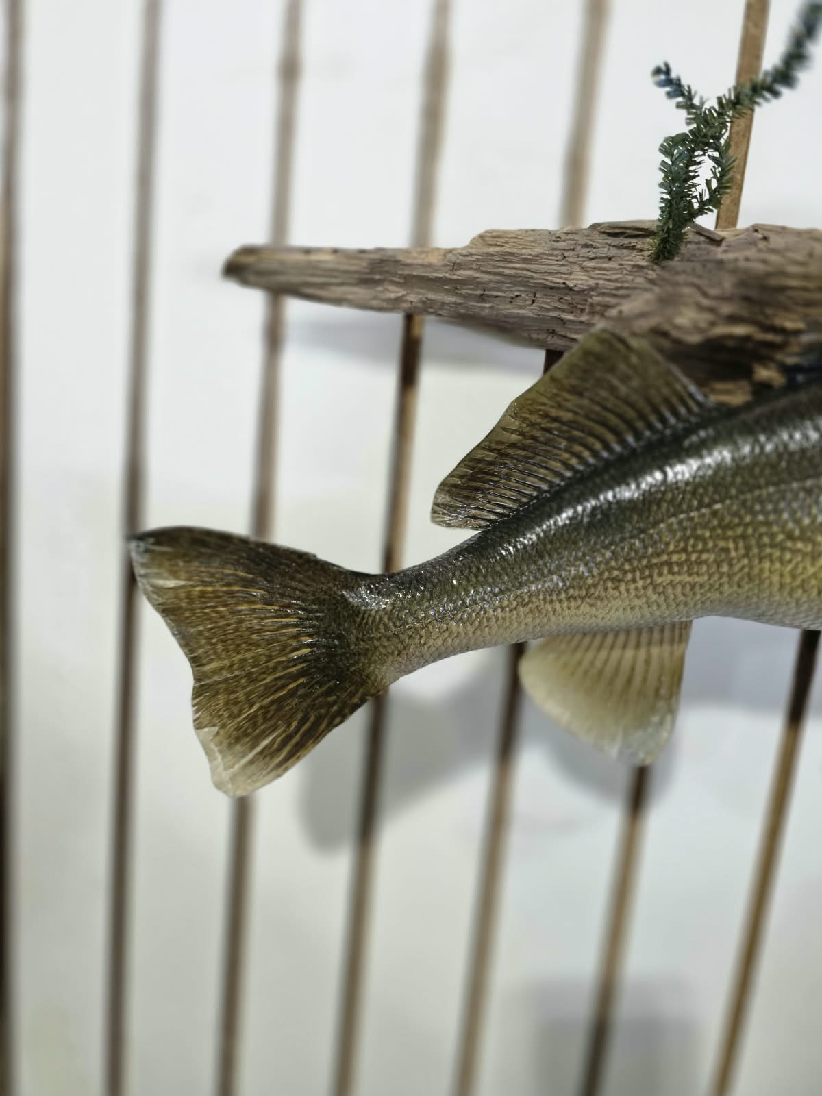 Comb107 - Trophy-Size 25" Walleye Fish Taxidermy Mount