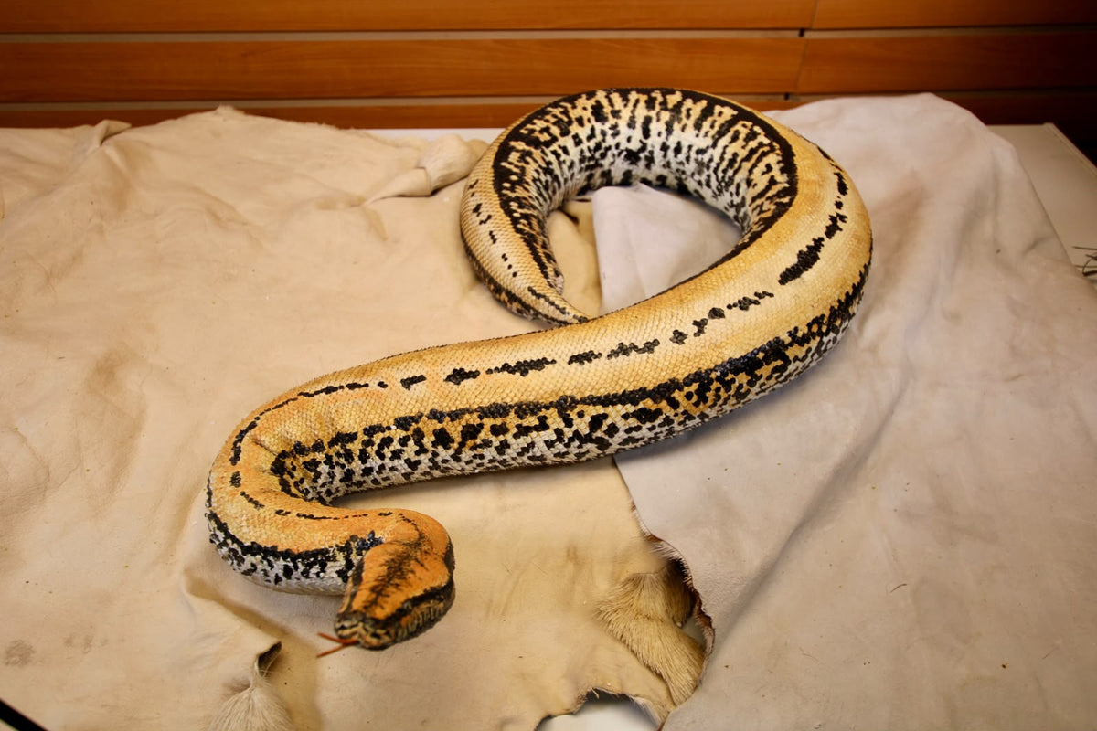 FHRBB07 - Taxidermy Sumatron blood python piebald snake