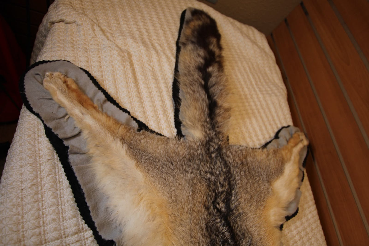 FHSP133 - Full-Pose grey Fox rug taxidermy
