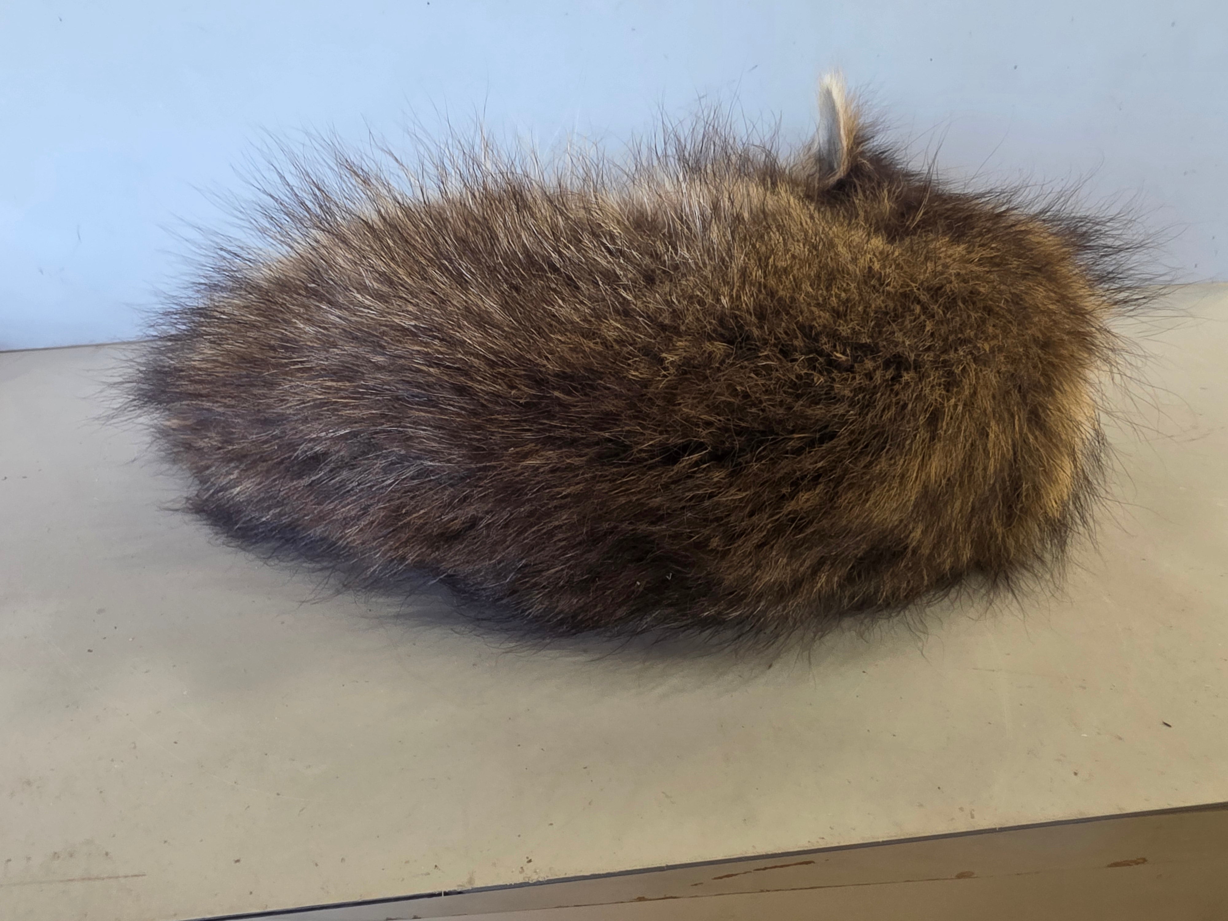 FHJUL15 - baby Raccoon Taxidermy full body mount