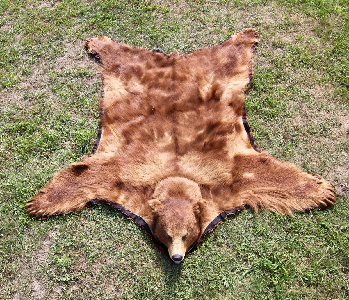 FHSP116 - Taxidermy black Bear brown phase Full Head and Hide Mount