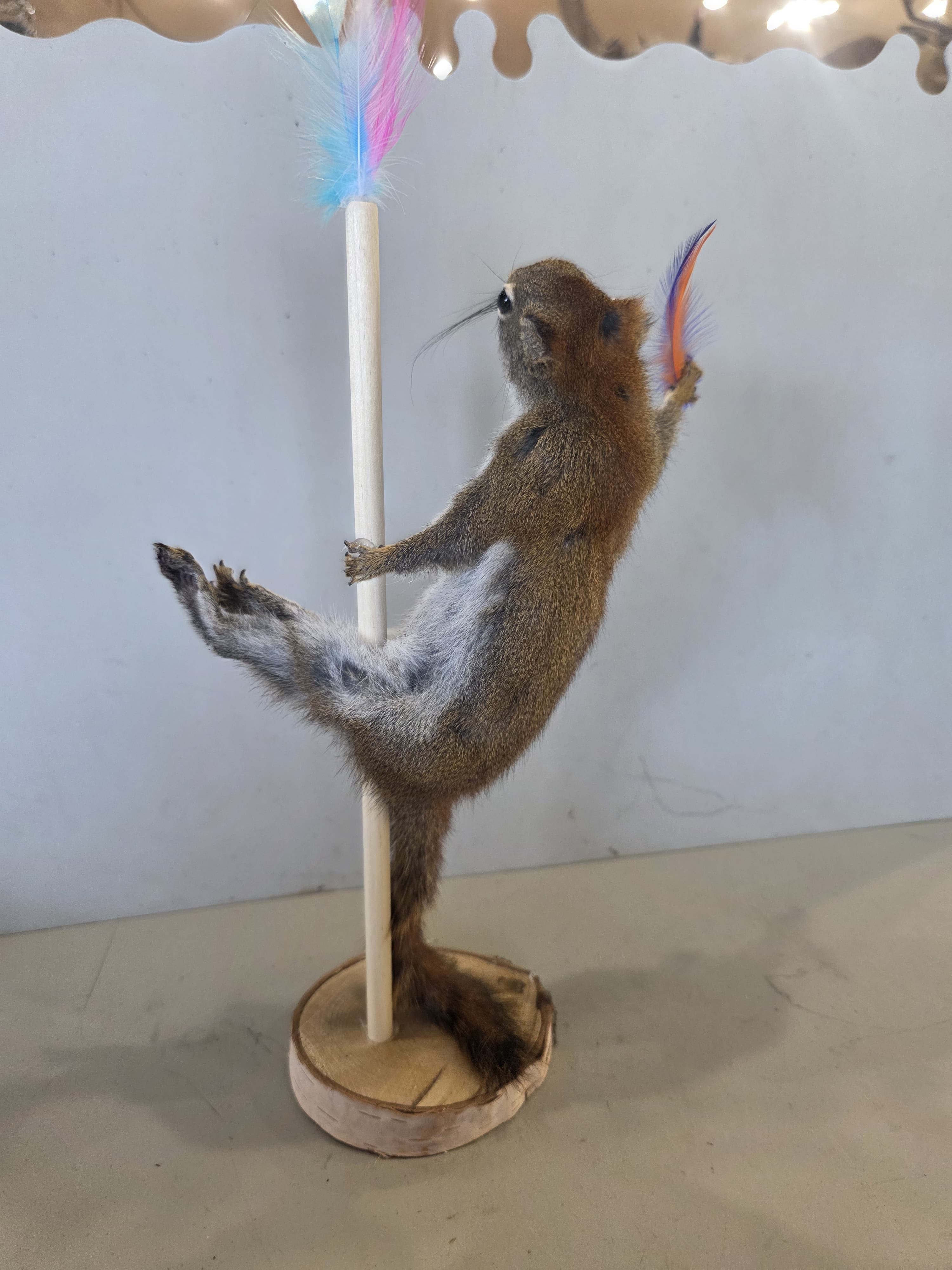FHJUL13 - taxidermy Squirrel – Handcrafted Display Mount