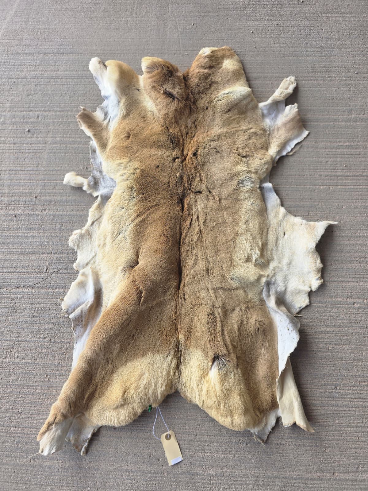 FHRAN88 - Natural Pronghorn Antelope Hide / Fur – 40” x 23”