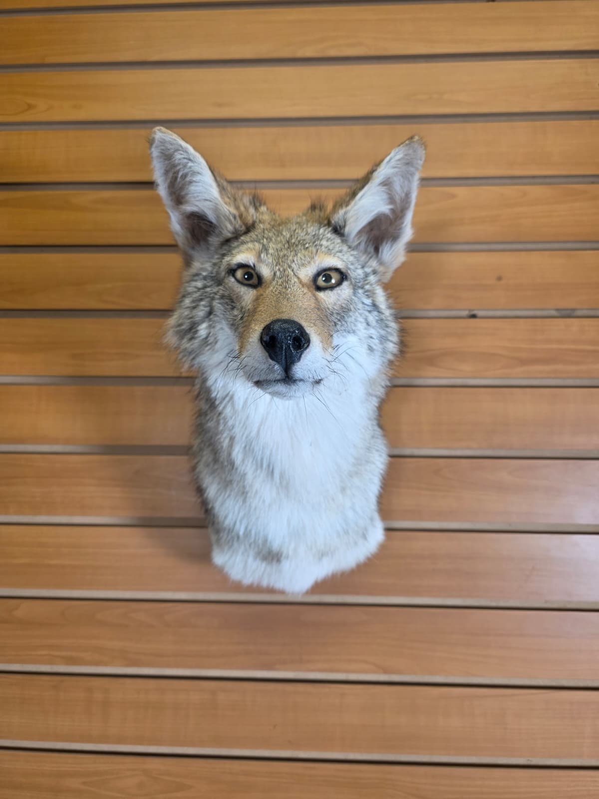 Fhab38 - Coyote shoulder mount Taxidermy