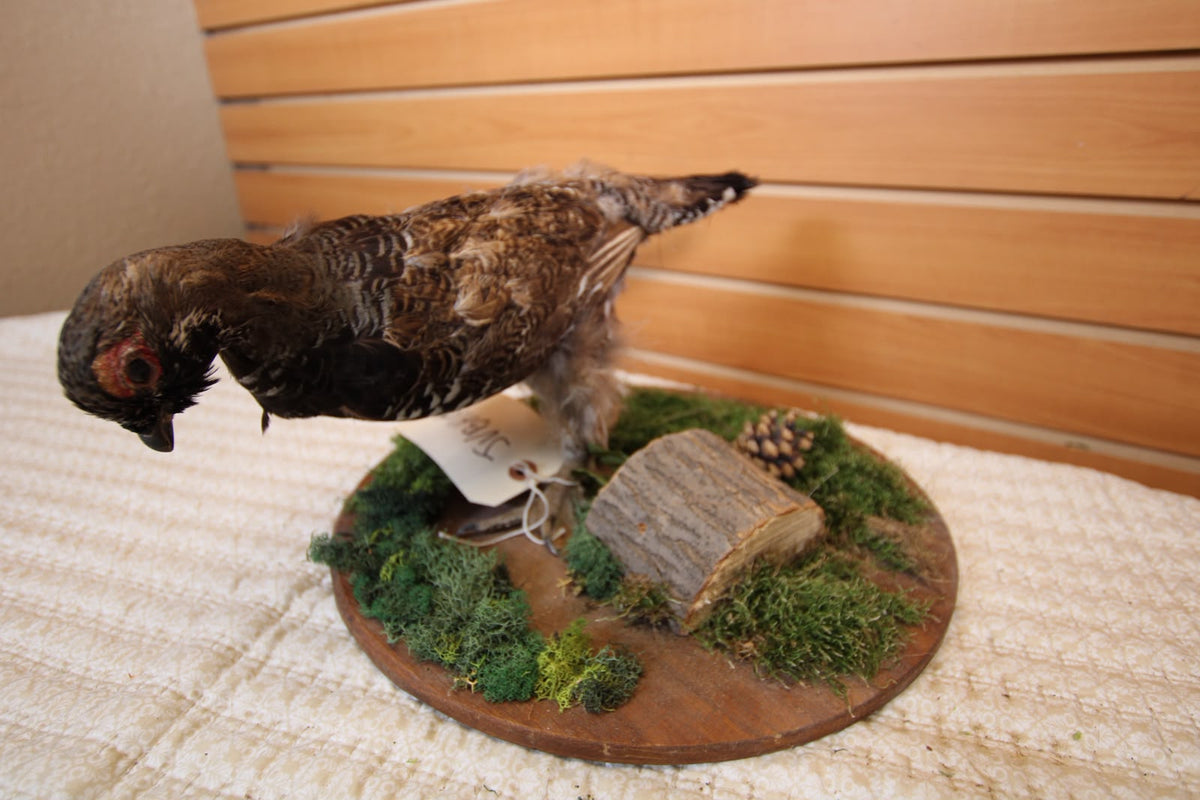 JVBH109 - Exquisite Taxidermy Hungarian Partridge