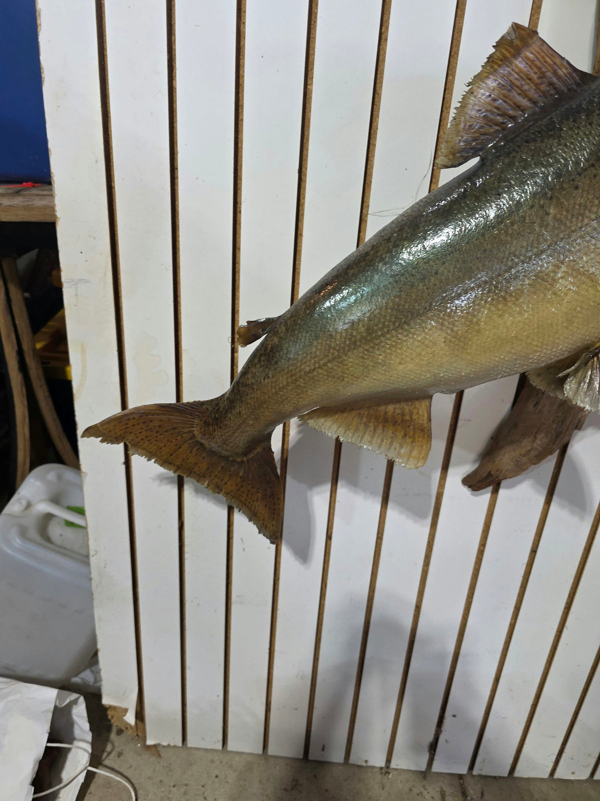 Comb117 - Massive Trophy 42" Salmon Head Mount