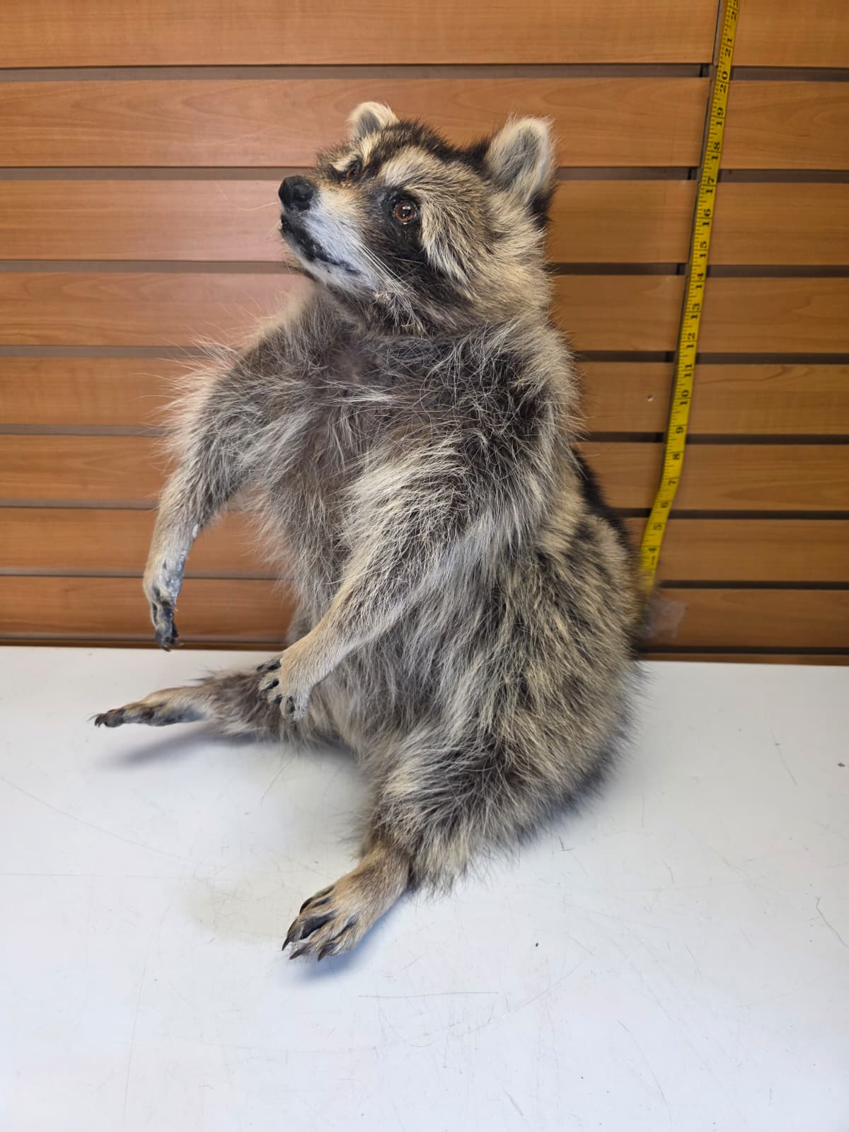 Fhkmc11 - Raccoon Taxidermy full body mount