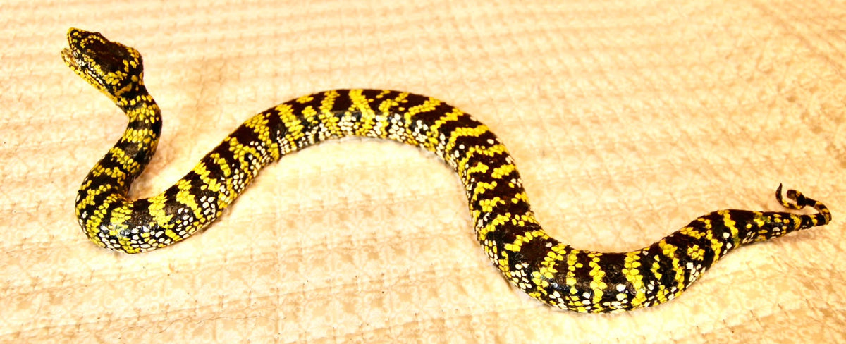 FHSP136 - Exquisite Taxidermy Wagler Viper