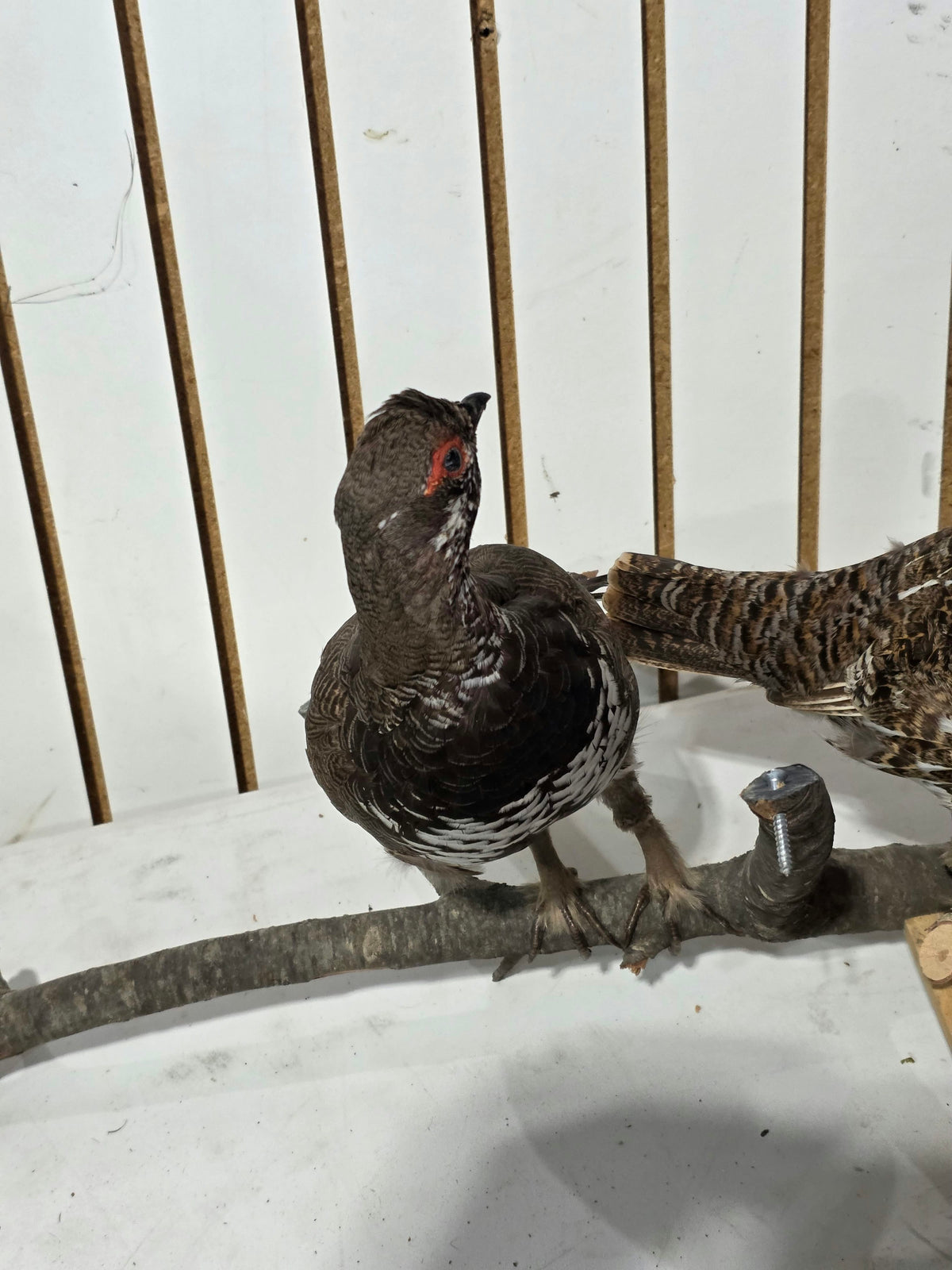 Comb128 - Exquisite Pair of Western Capercaillie Taxidermy Mounts (Male & Female)