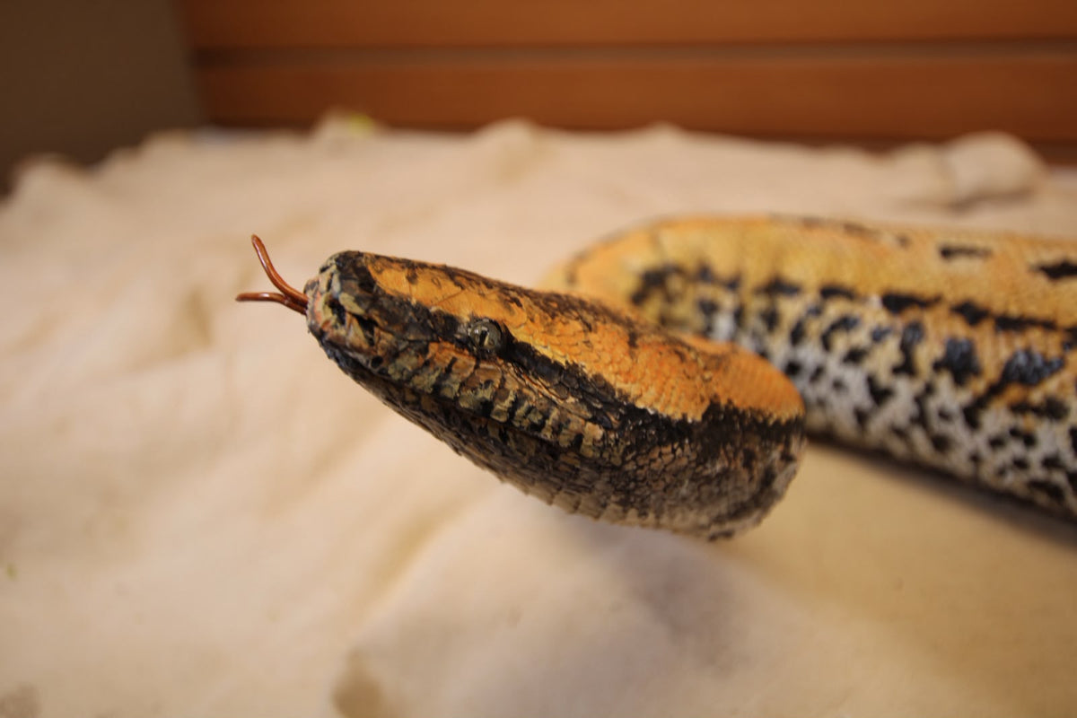 FHRBB07 - Taxidermy Sumatron blood python piebald snake