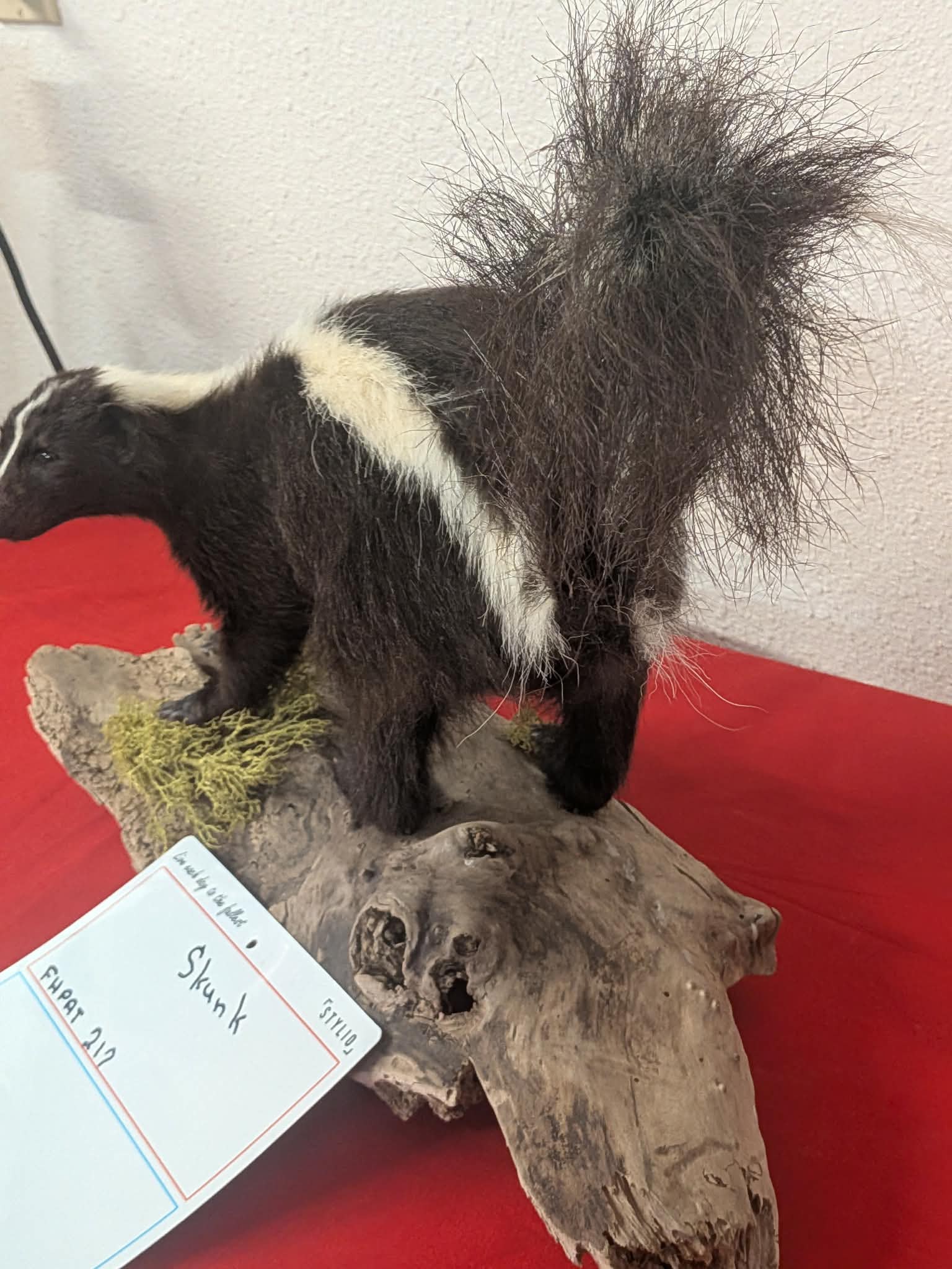 FHPAT212 - Skunk Taxidermy Mount – Classic Wildlife Display
