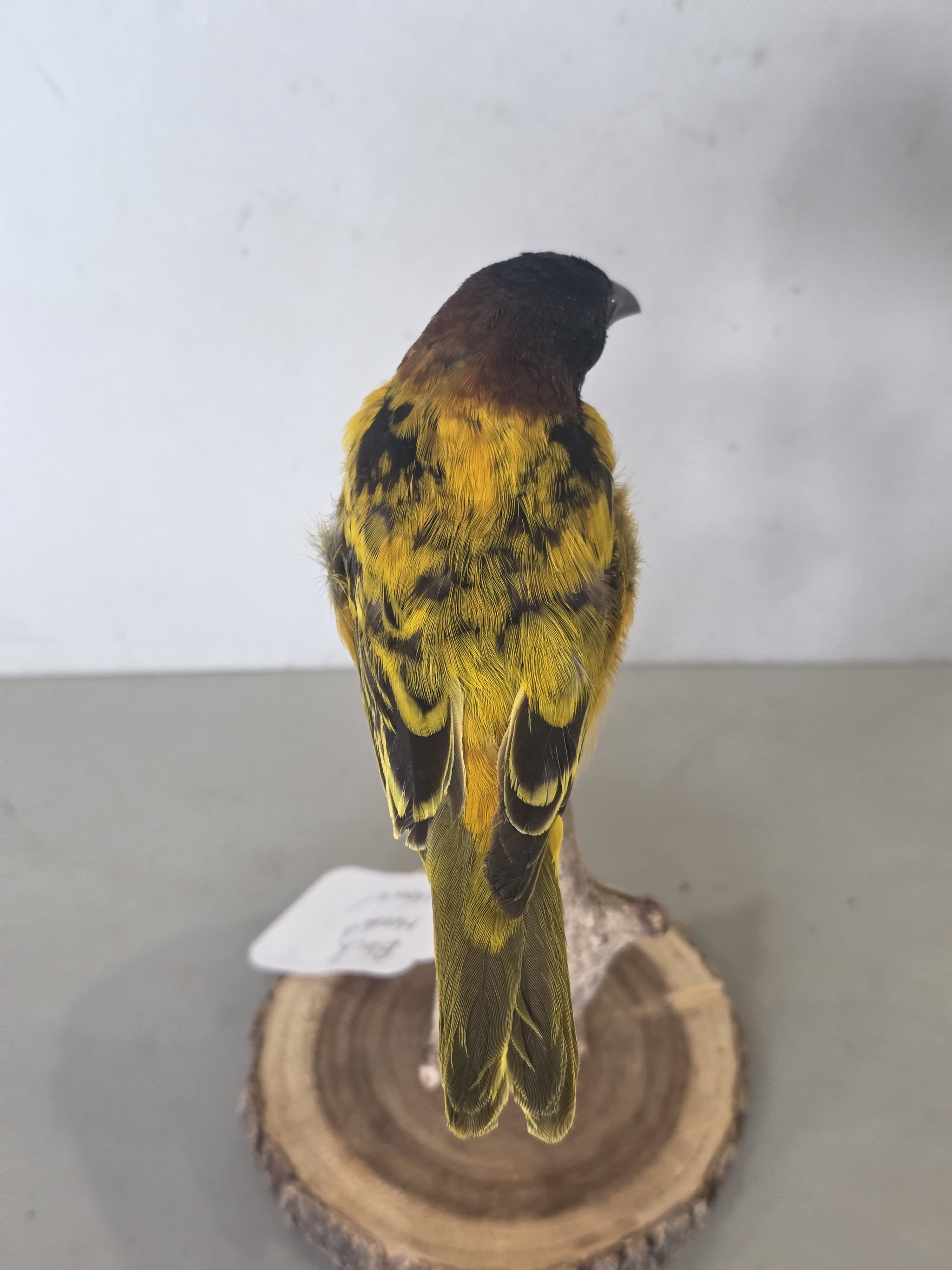 JTVIT3 - Black Headed Weaver Finch Taxidermy – Pen Raised