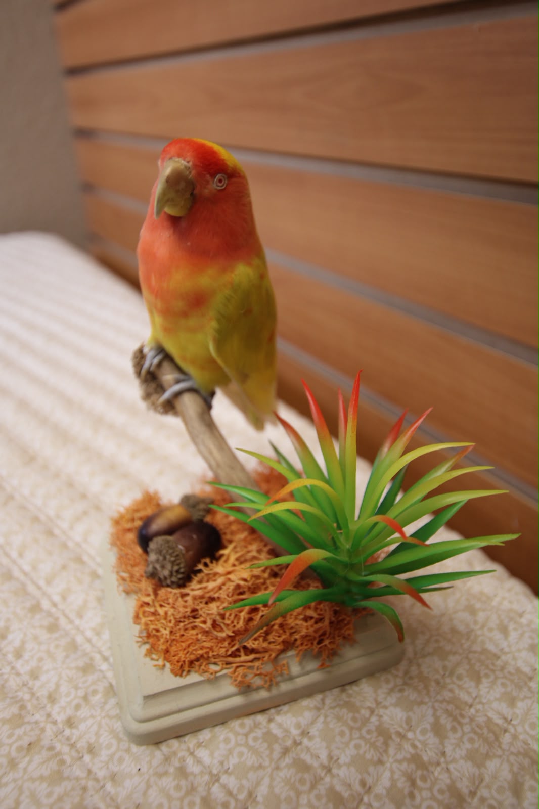 FHSP128 - Rosy-Faced Lovebird Taxidermy on Mossy Branch