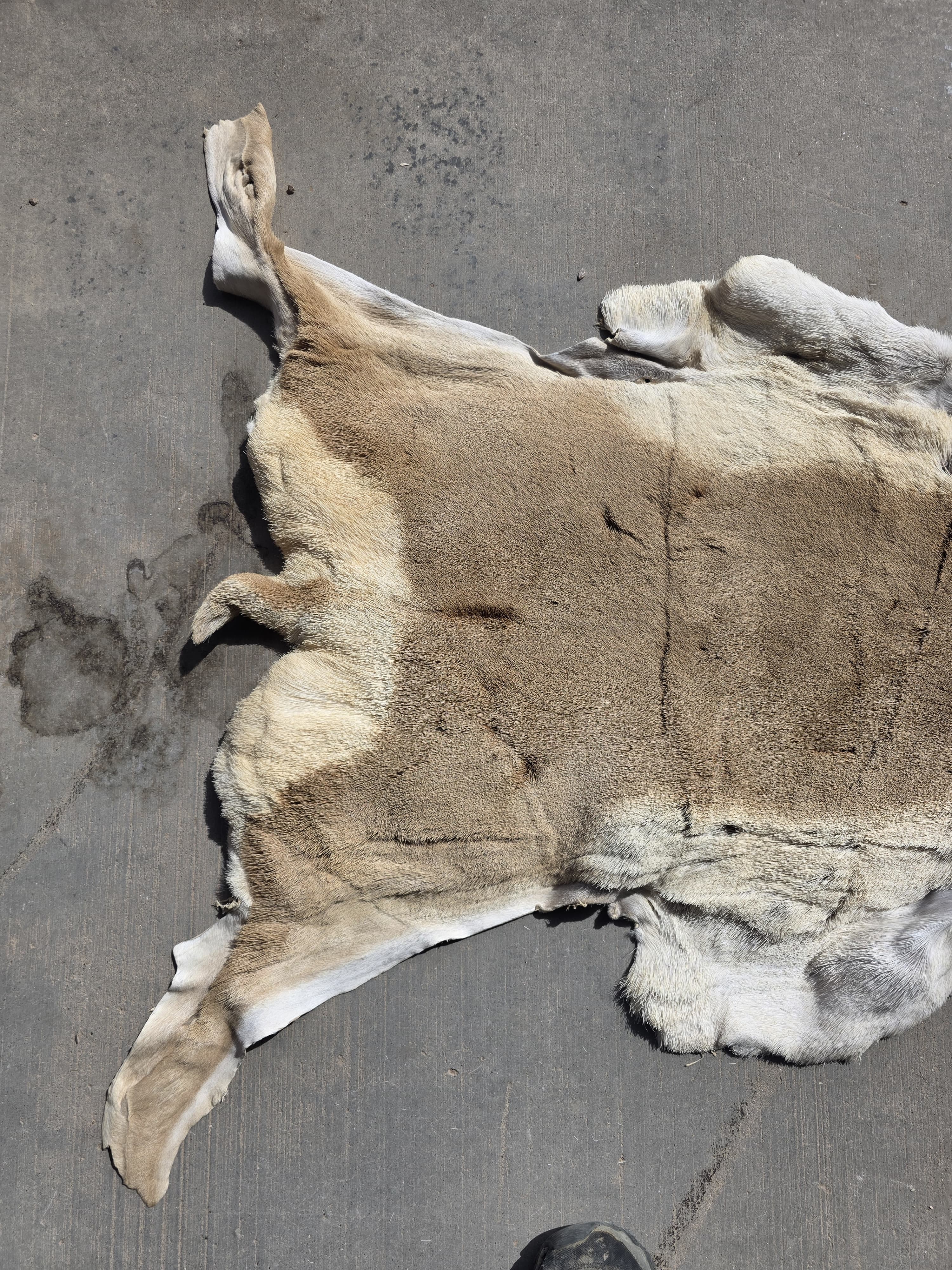 FHRAN90 - Natural Pronghorn Antelope Hide / Fur – 43” x 27”