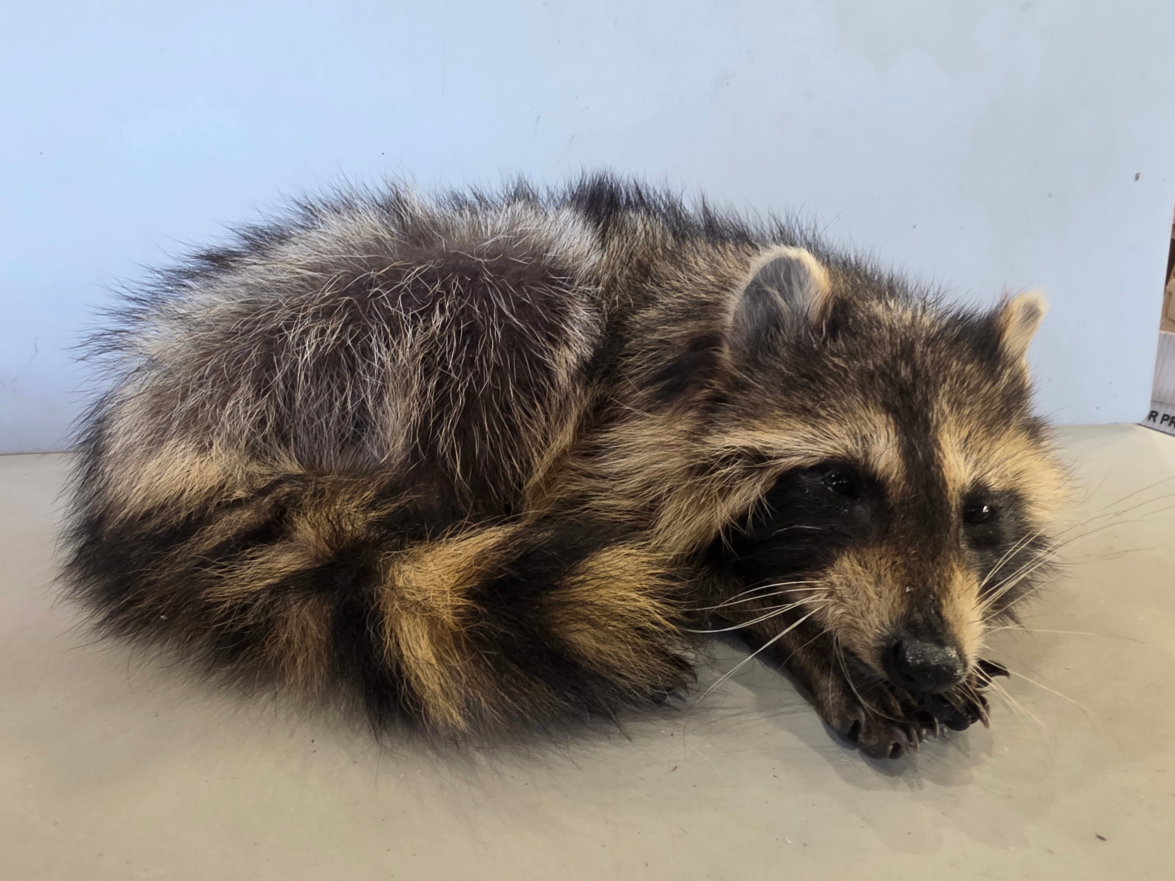 FHJUL16 - young Raccoon Taxidermy full body mount