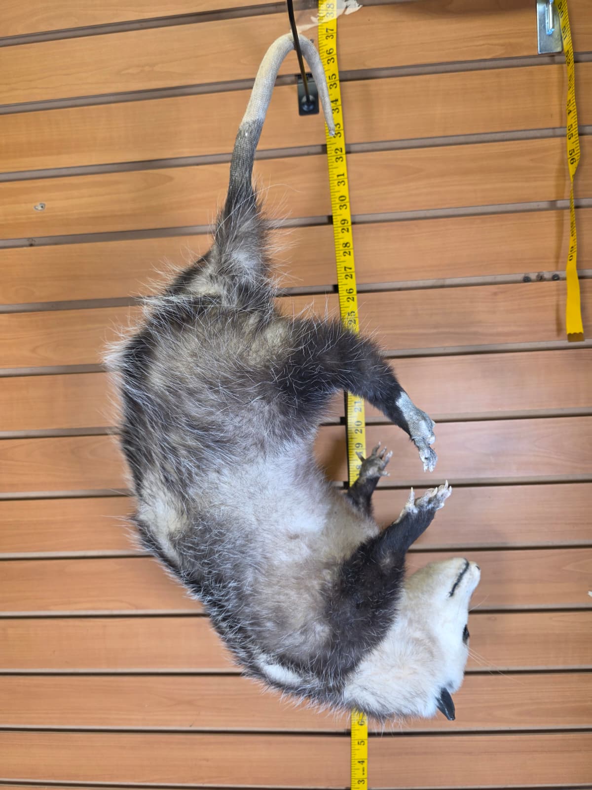 Fhkmp1 - Opossum Taxidermy – Lifelike