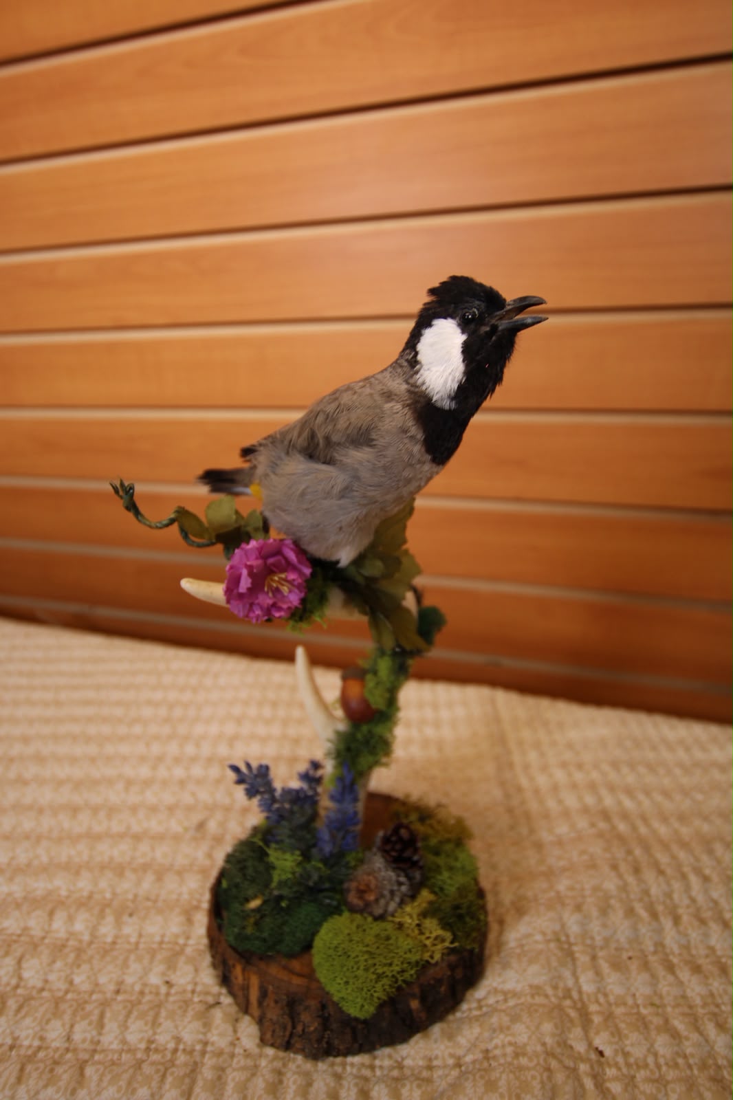 JTVB03 - Exquisite Taxidermy White-Eared Wagtail