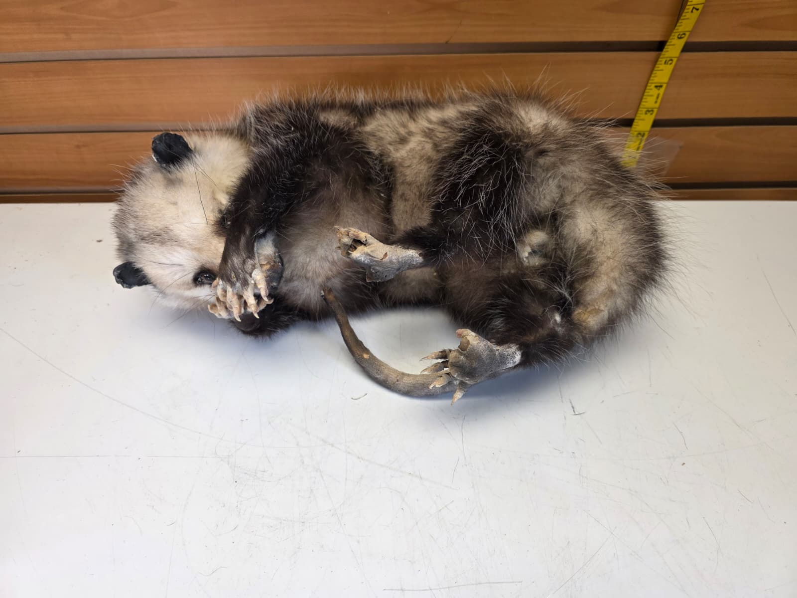 Fhkmp6 - Opossum Taxidermy mount