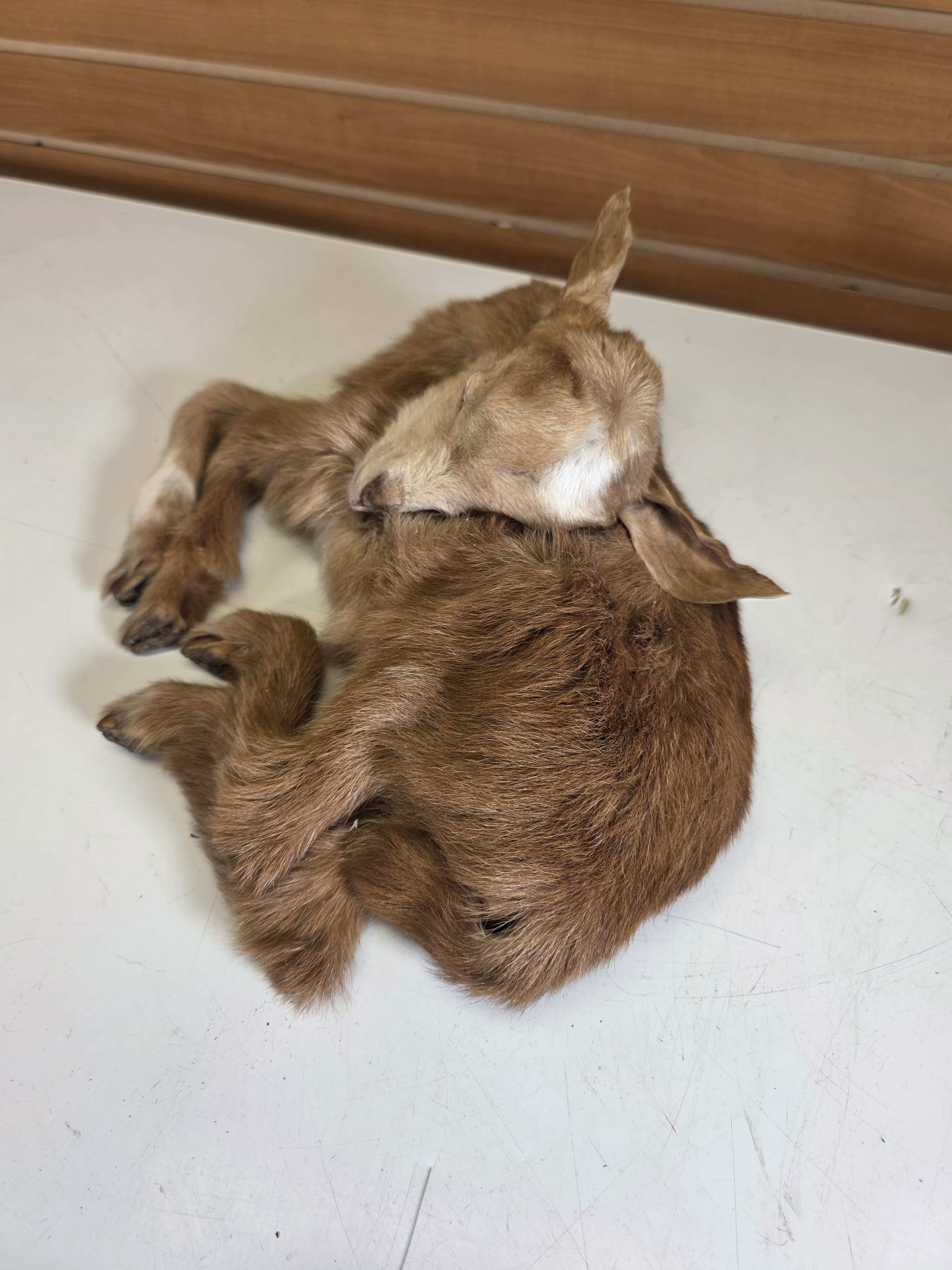 Fhjun27 - baby goat Taxidermy Mount