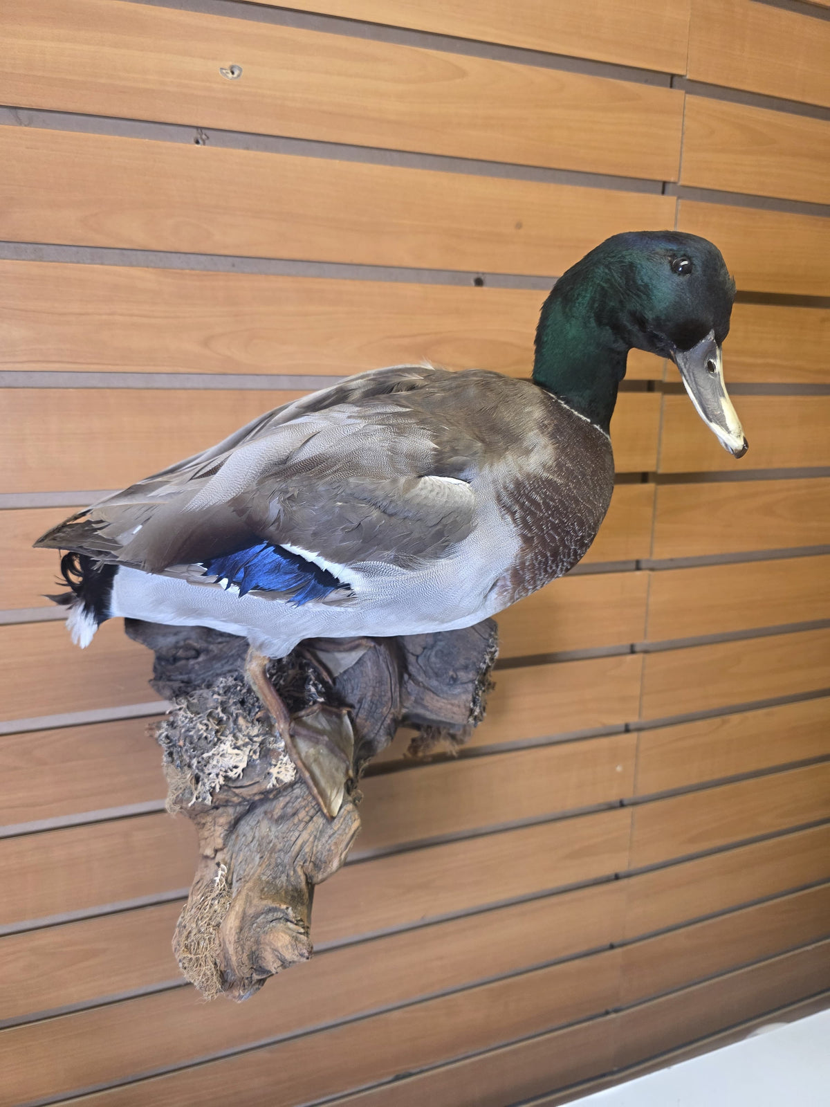 Fhsp107 - Domestic Pen-Raised Mallard Duck – Taxidermy Mount