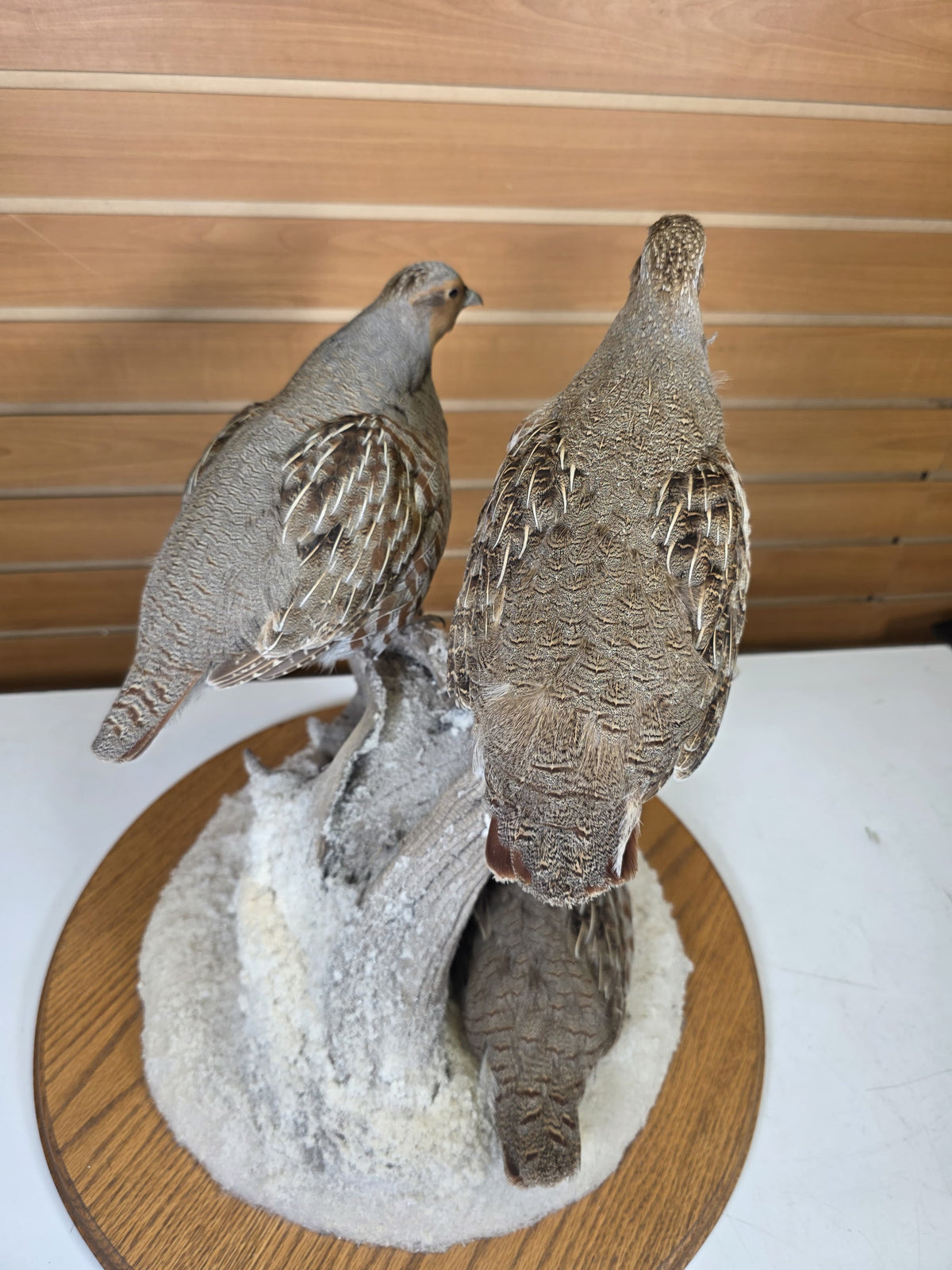 FHPT10 - Hungarian Grey Partridge — Taxidermy Specimen