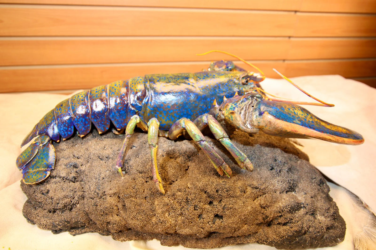 FHSP112 - Taxidermy Iridescent Blue and Green Lobster Specimen