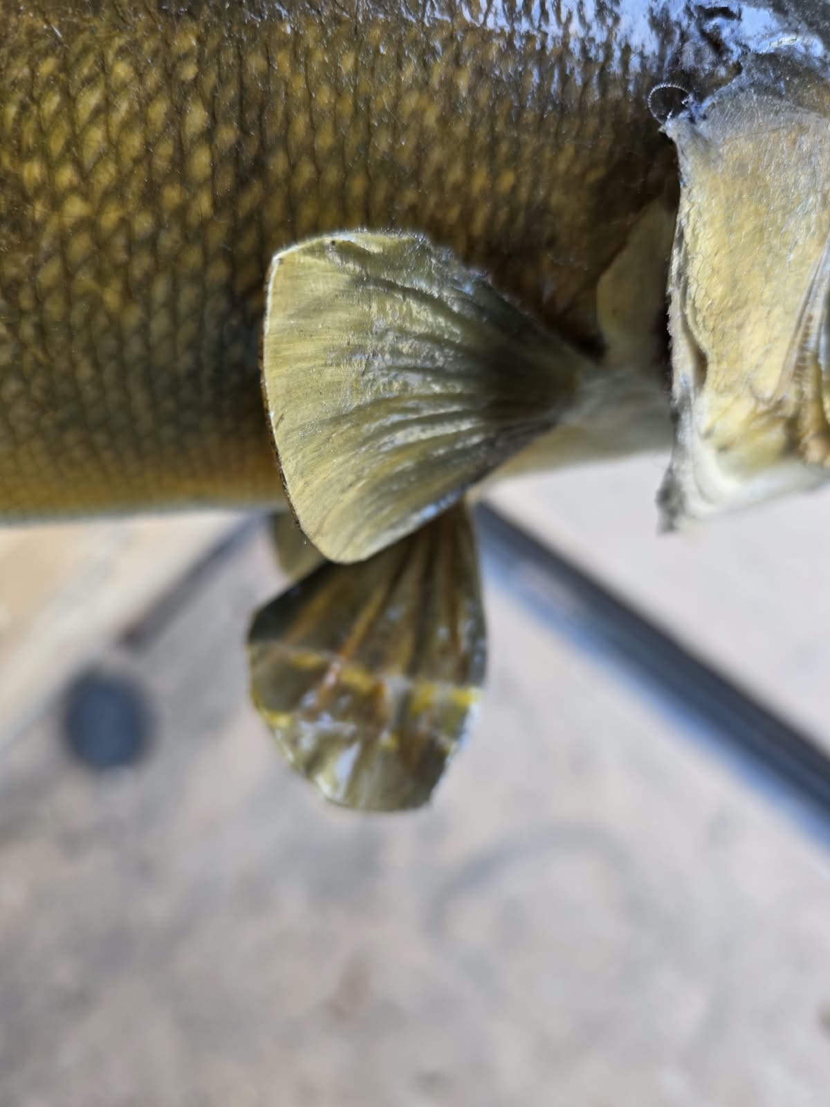 Comb100 - Lifelike 19" Walleye Fish Taxidermy Mount