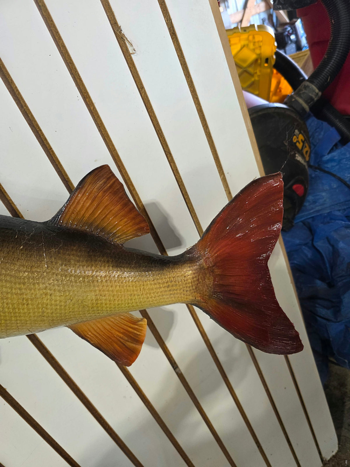 Comb113 - Trophy-Class 38" Northern Pike Taxidermy Mount