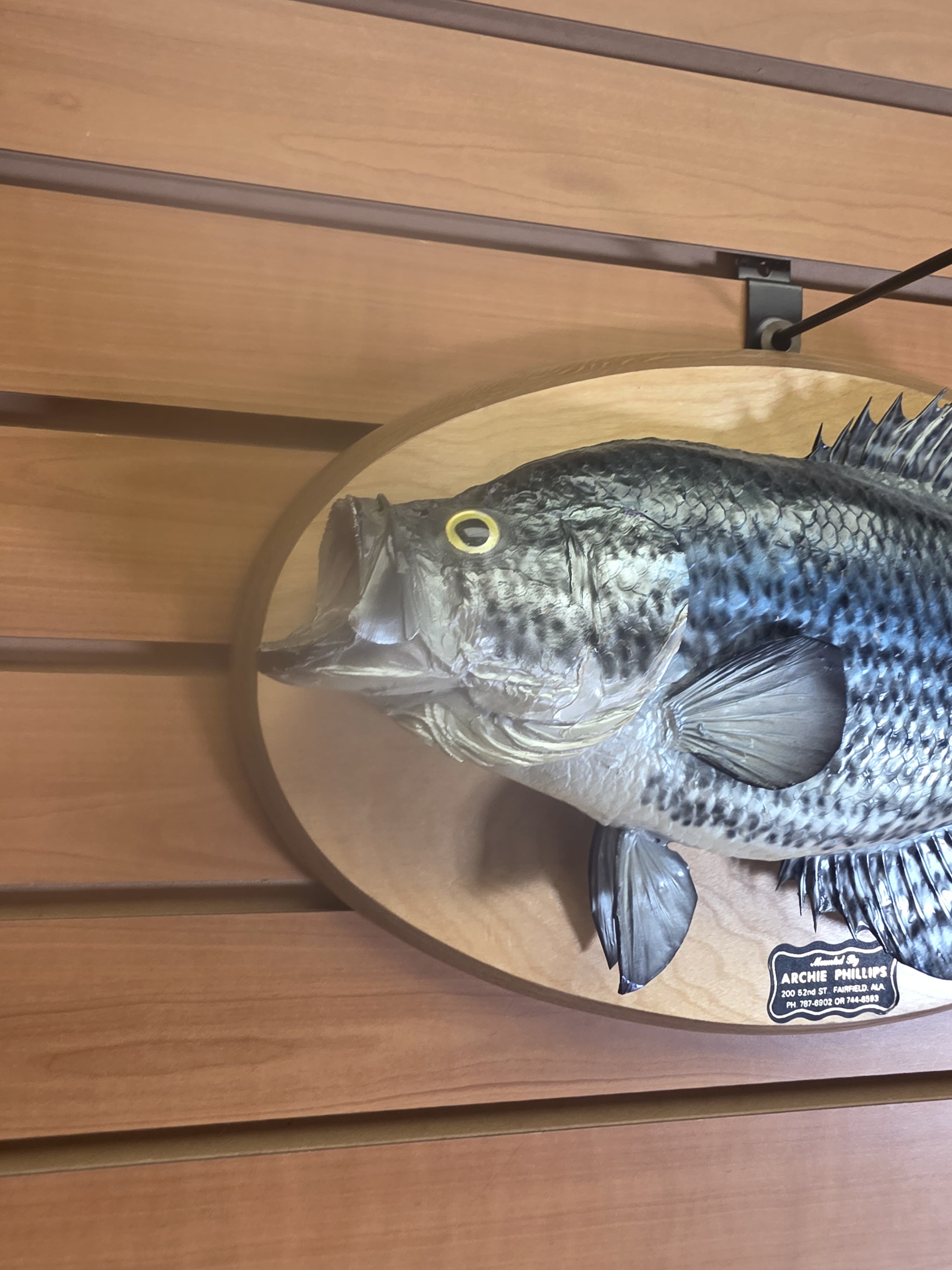 Fhran84 - 15” Black Crappie Taxidermy Mount – Lifelike Freshwater Display