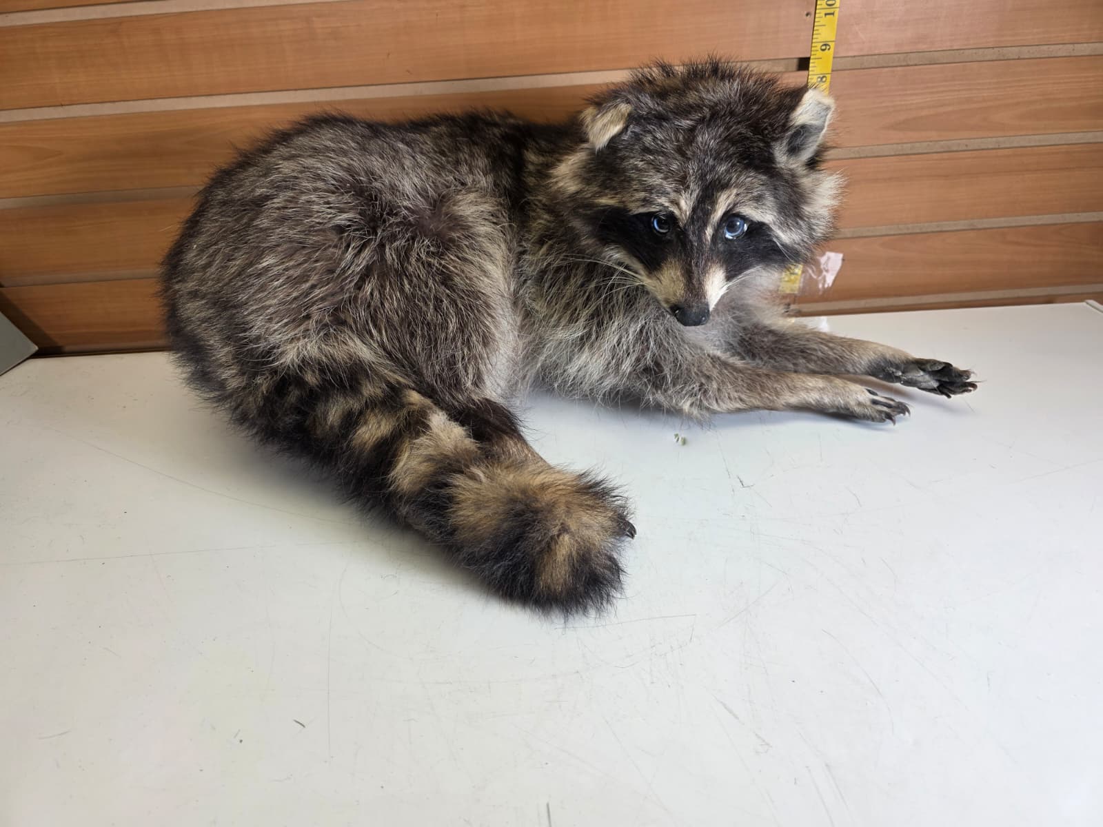 Fhkmc8 - Jumbo Raccoon Taxidermy – Lifelike Display
