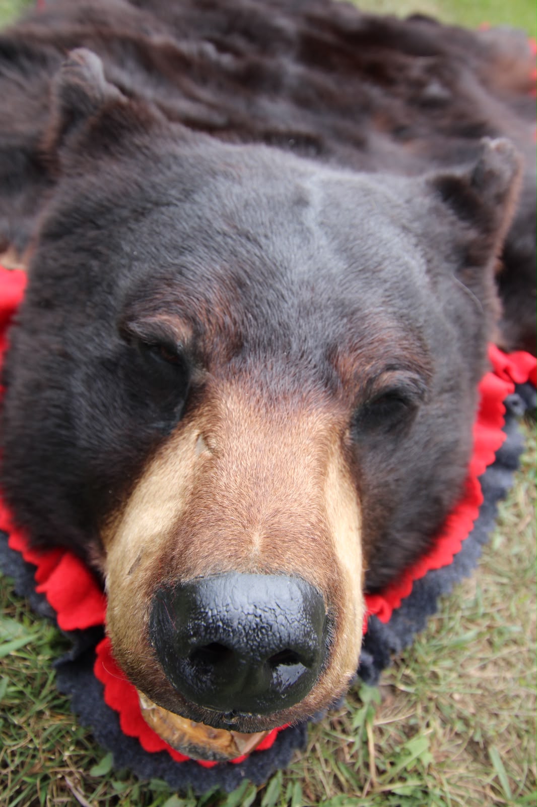 FHSP117 - Taxidermy American Black Bear Full Rug with Open Mouth Head