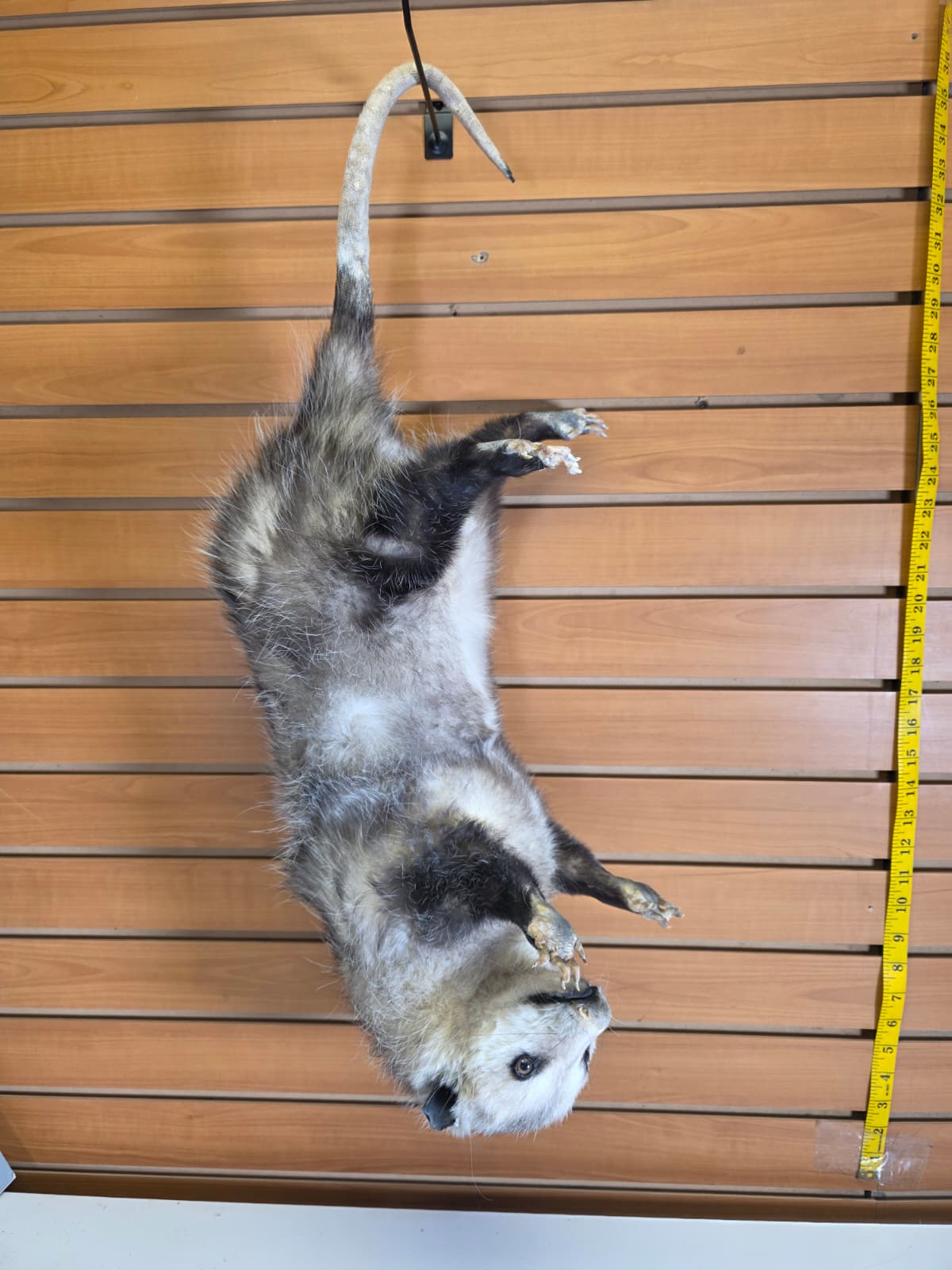 Fhkmp2 - Jumbo Opossum Taxidermy mount
