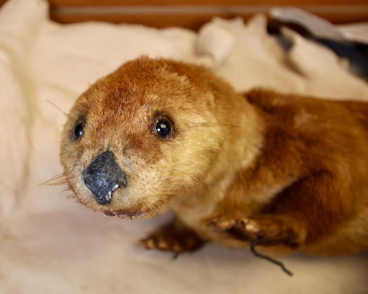FHSP115 - Taxidermy River Otter Specimen