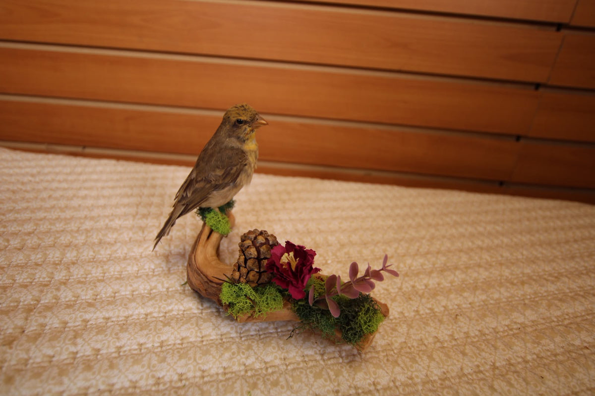 JTVBMA82 - Exquisite Taxidermy Sierra Finch