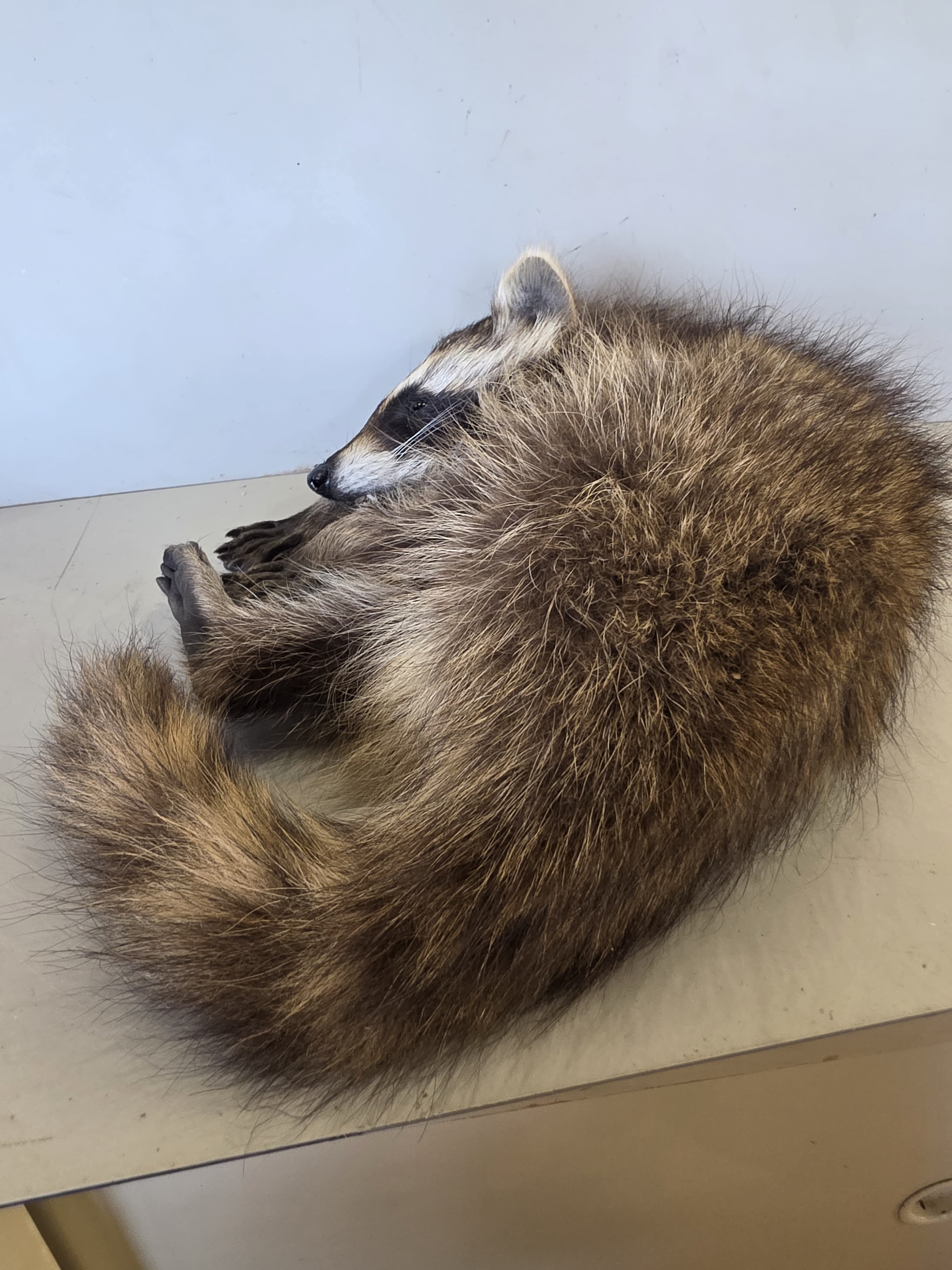 FHJUL15 - baby Raccoon Taxidermy full body mount