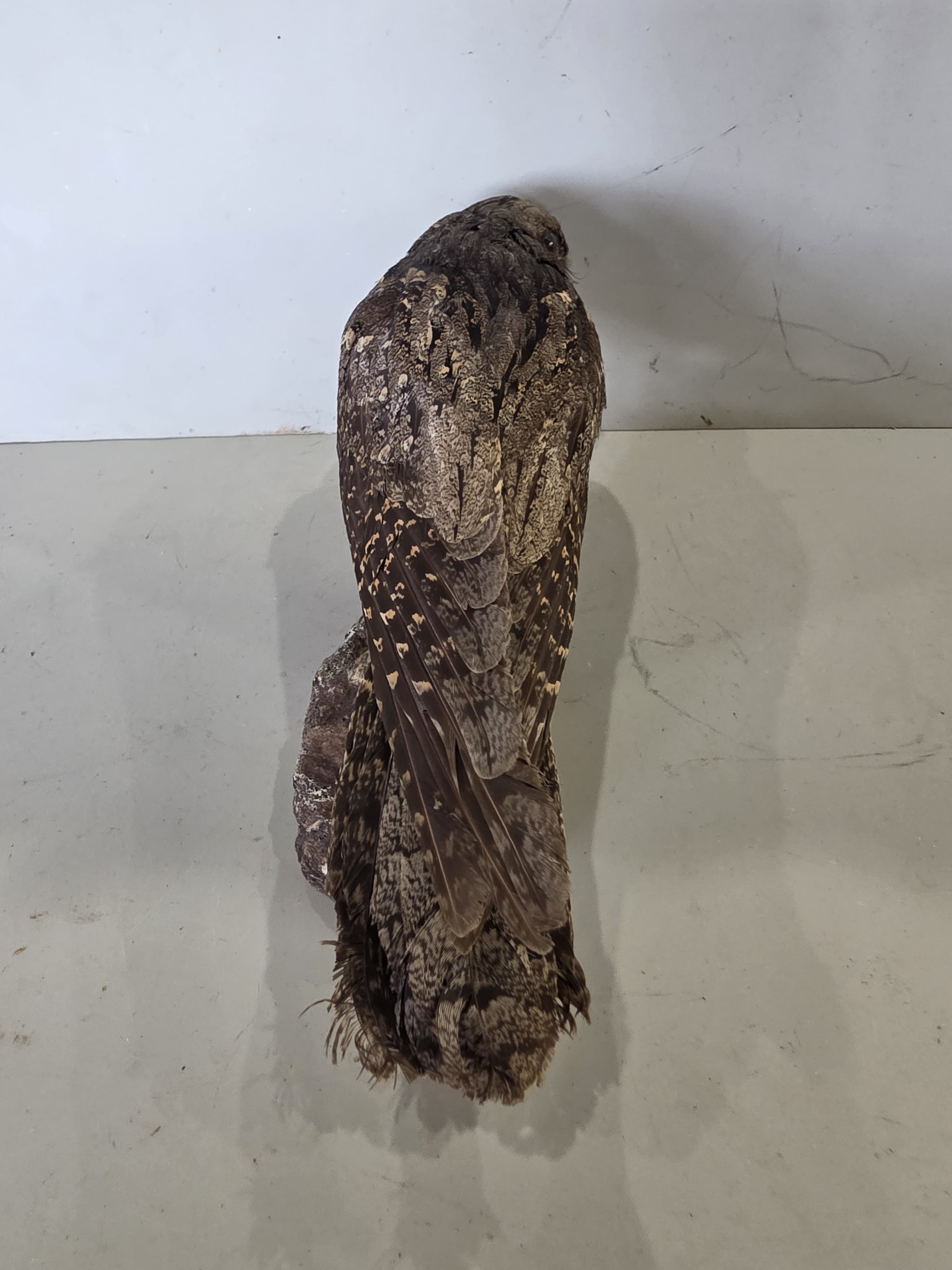JTVNW1 - European Nightjar Taxidermy