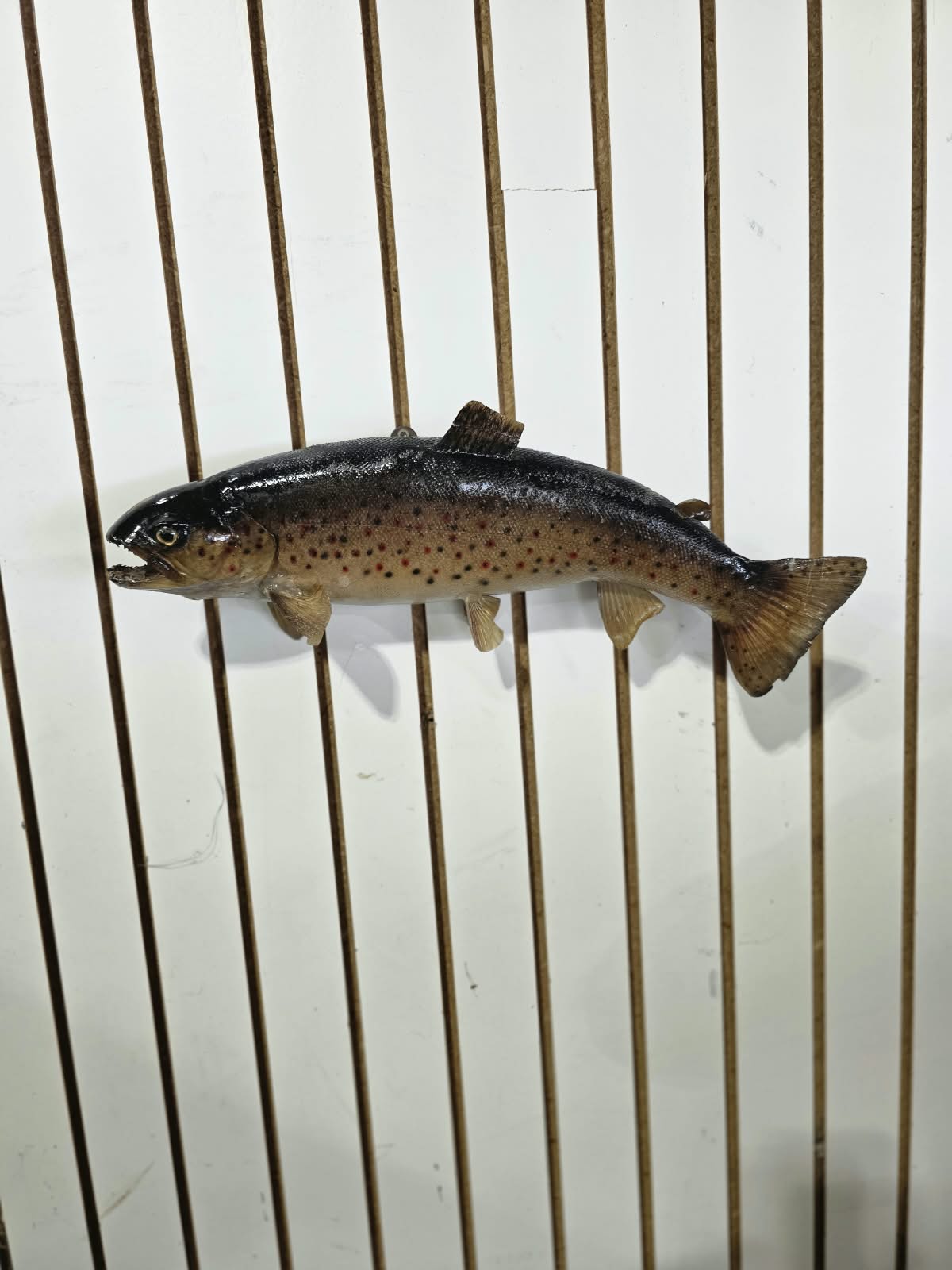 Comb103 - 19" Trout Fish Taxidermy Mount